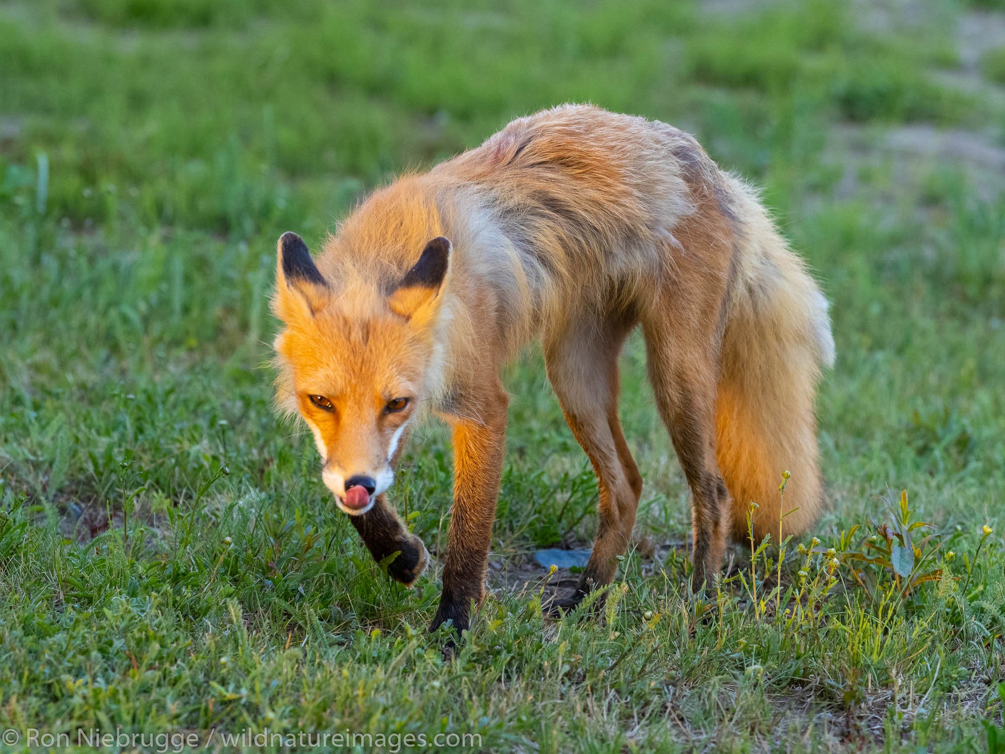 Red Fox, Lake Clark National Park, Alaska.