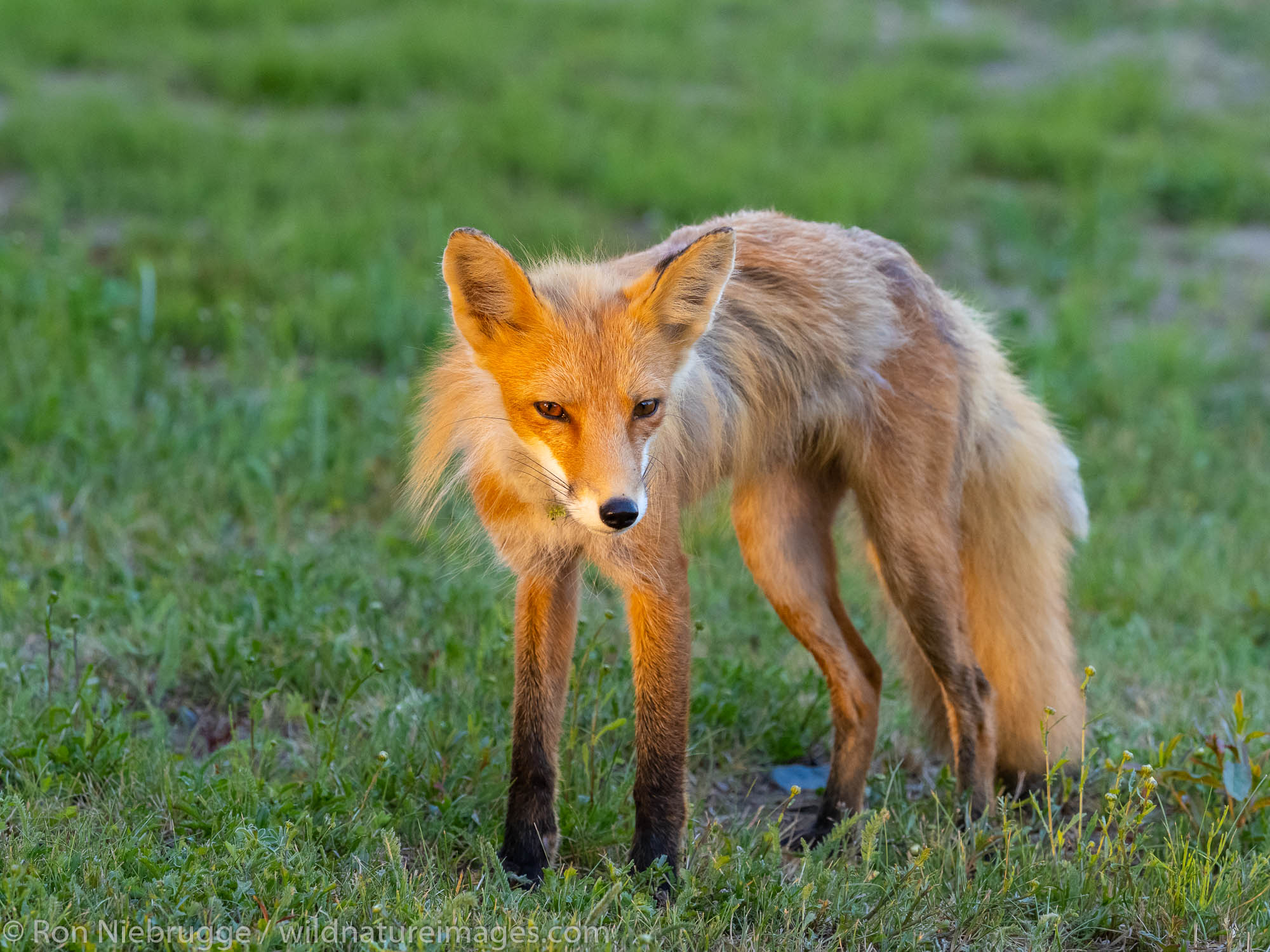 Red Fox, Lake Clark National Park, Alaska.