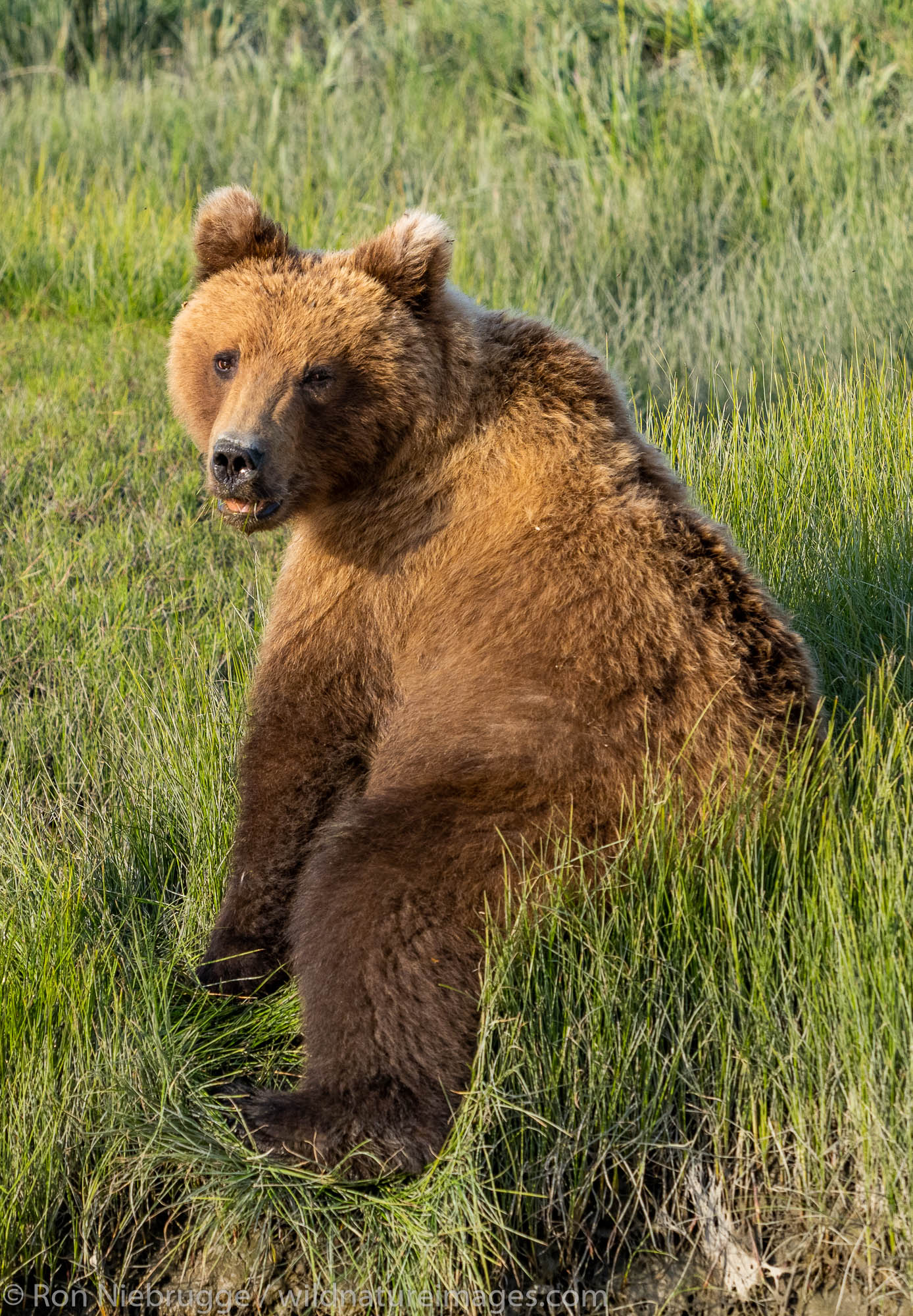 Brown / Grizzly Bear, Lake Clark National Park, Alaska.