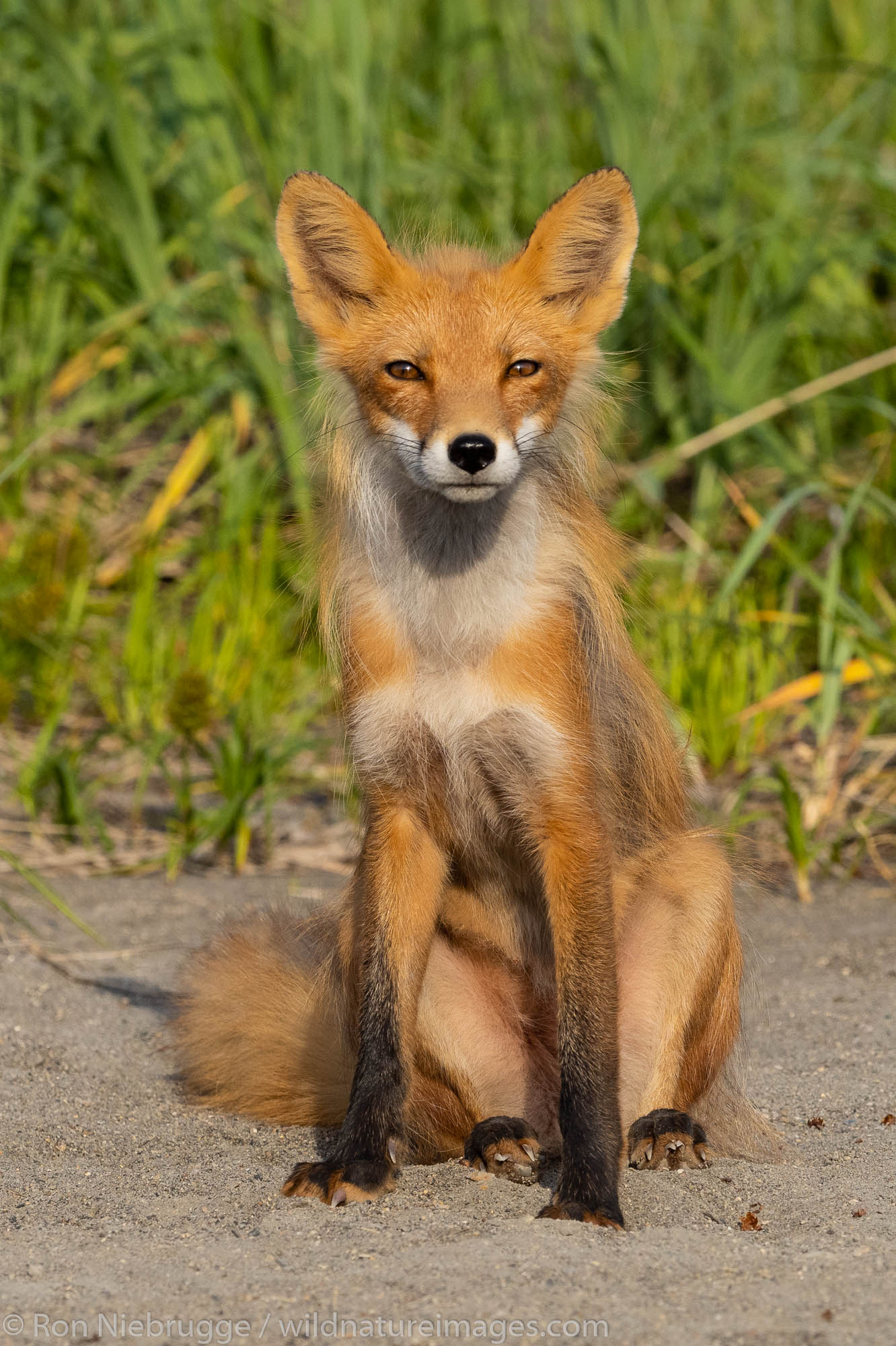 Red fox, Lake Clark National Park, Alaska.