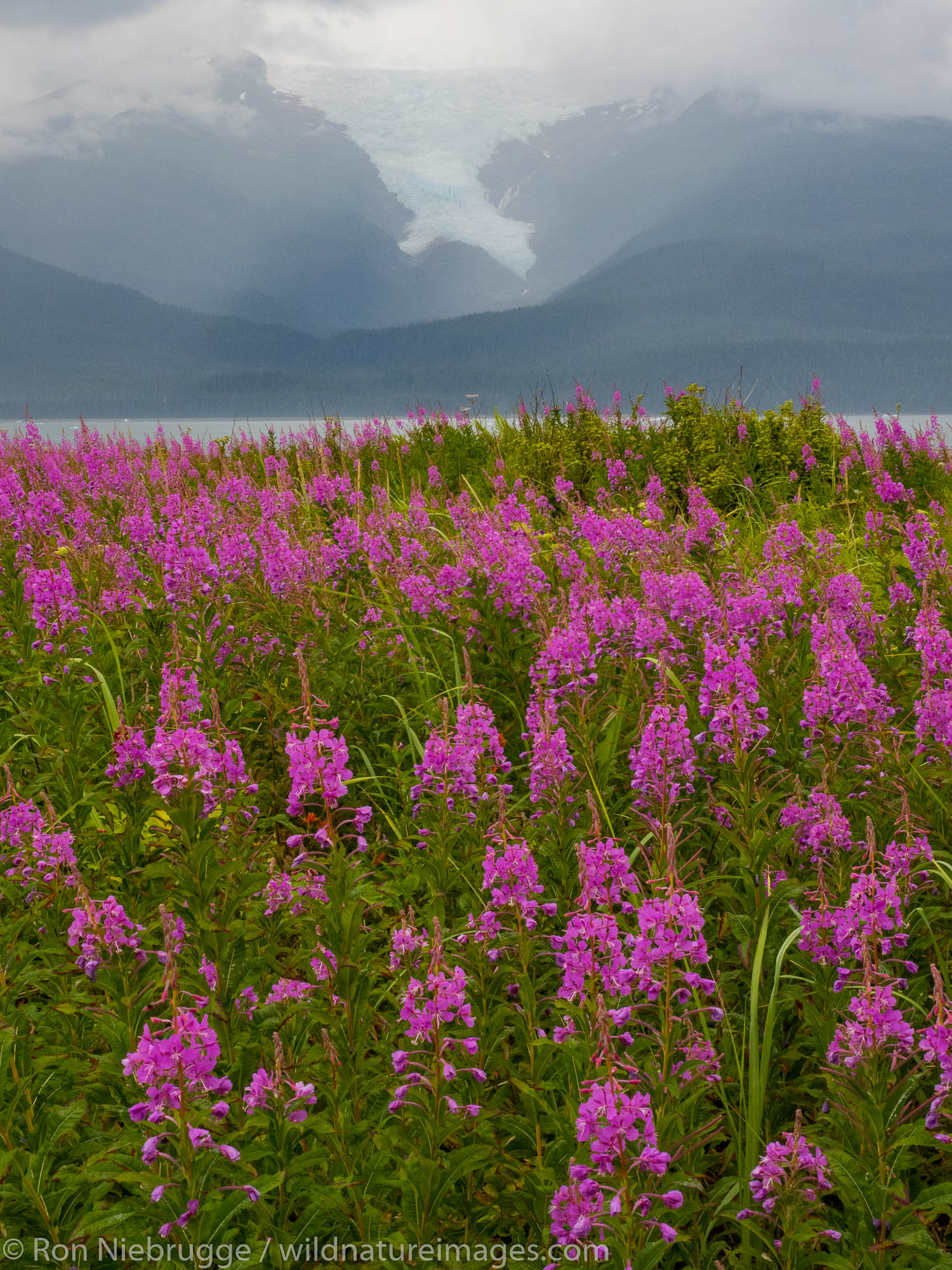 Fireweed field, Tracy Arm, Tongass National Forest, Alaska.