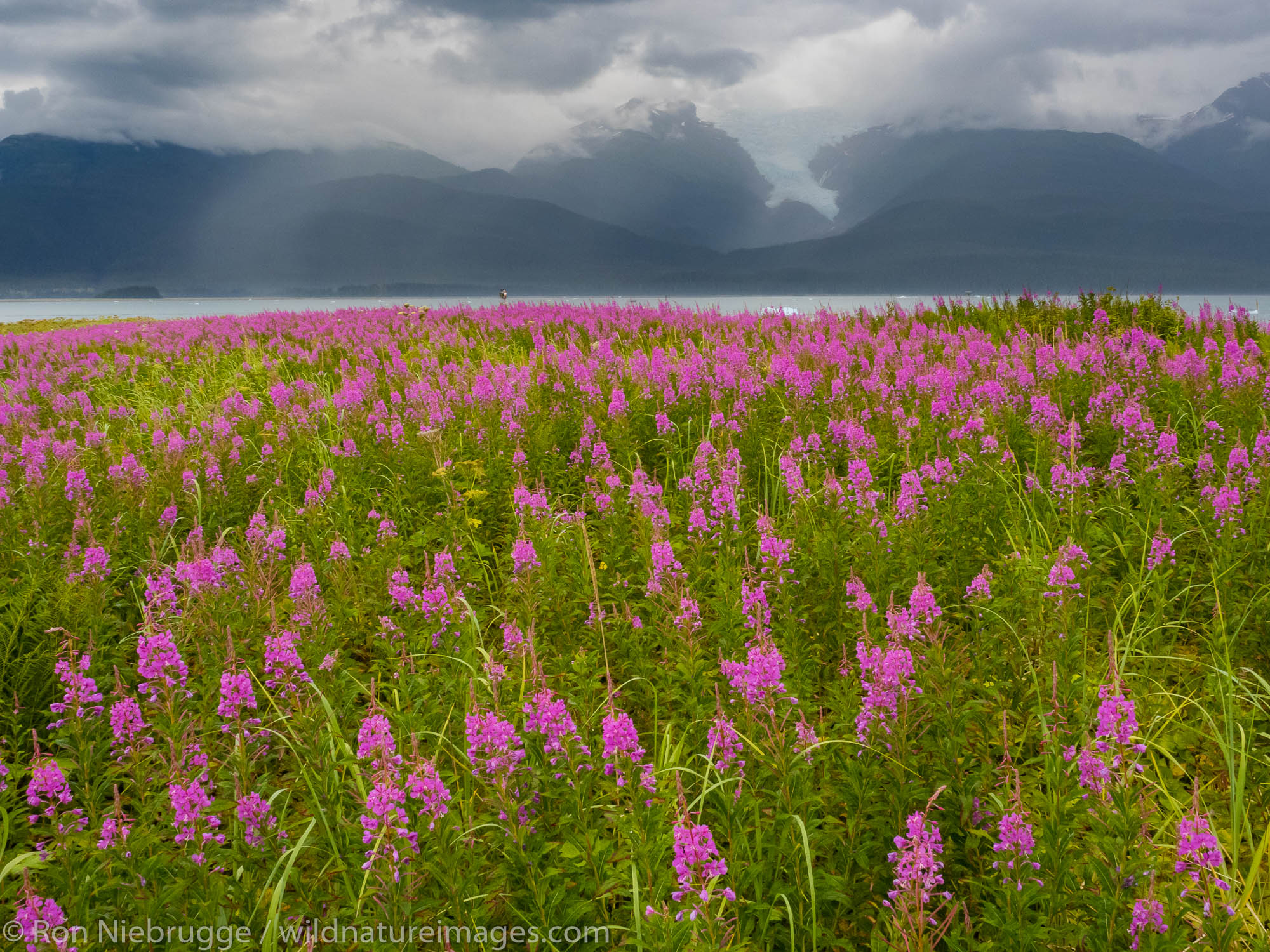 Fireweed field, Tracy Arm, Tongass National Forest, Alaska.