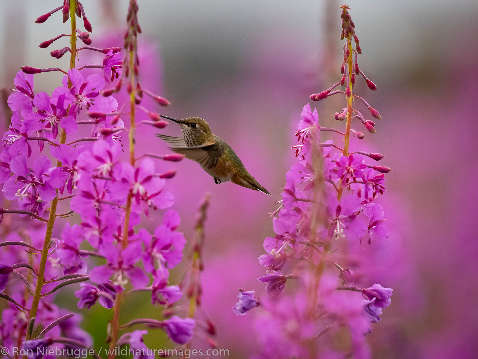 Rufous Hummingbird, Fireweed field, Tracy Arm, Tongass National Forest, Alaska.