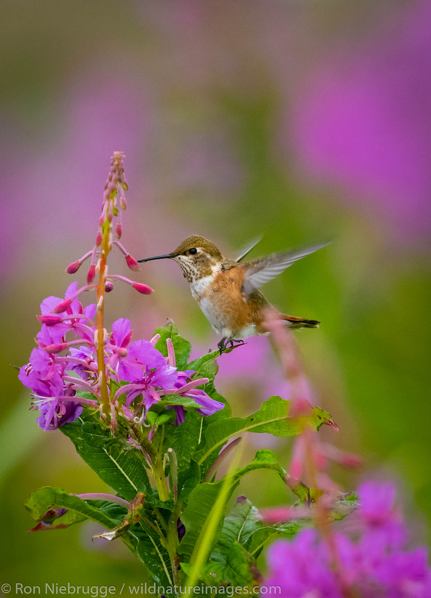 Rufous Hummingbird, Fireweed field, Tracy Arm, Tongass National Forest, Alaska.