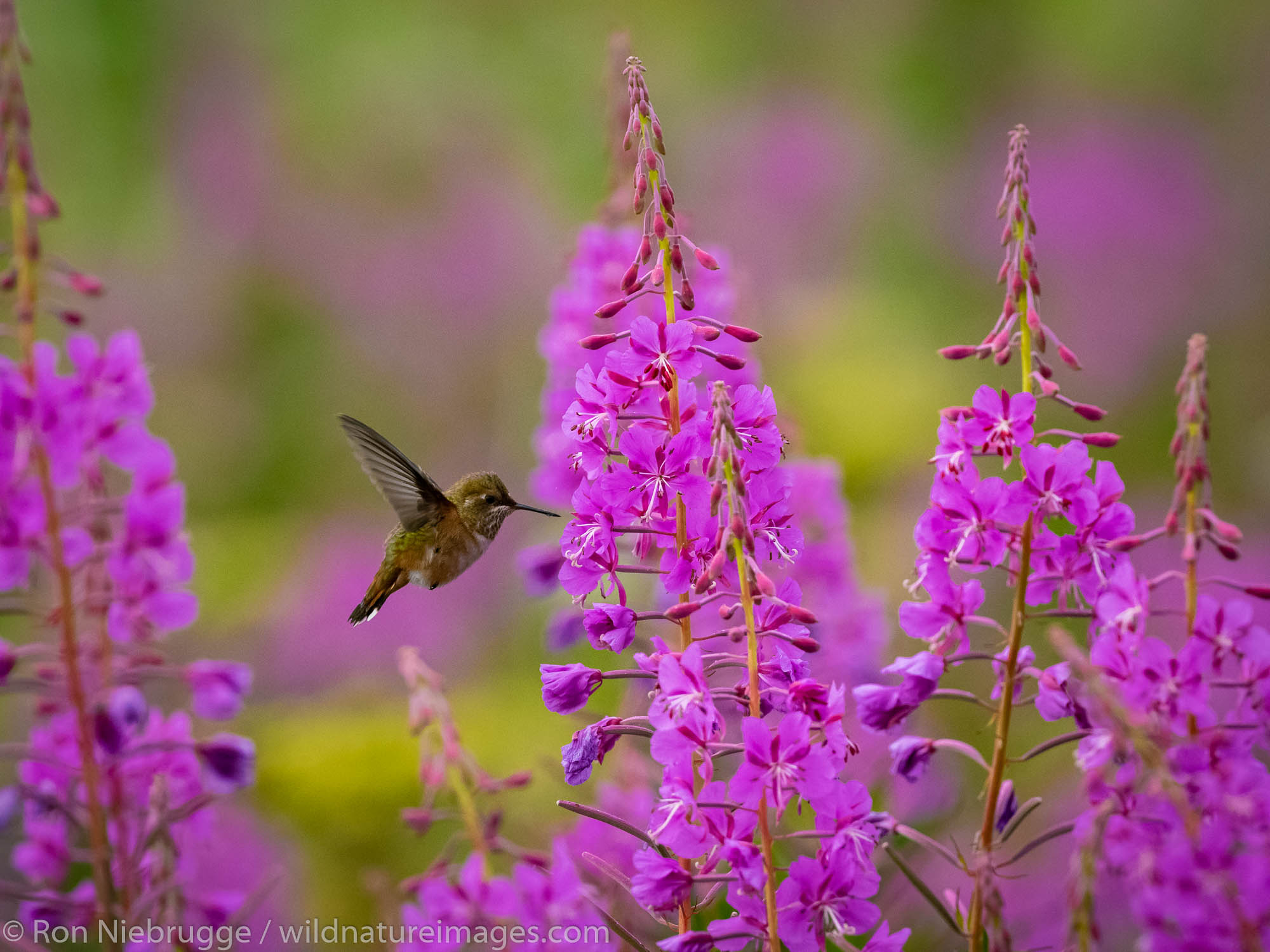 Rufous Hummingbird, Fireweed field, Tracy Arm, Tongass National Forest, Alaska.
