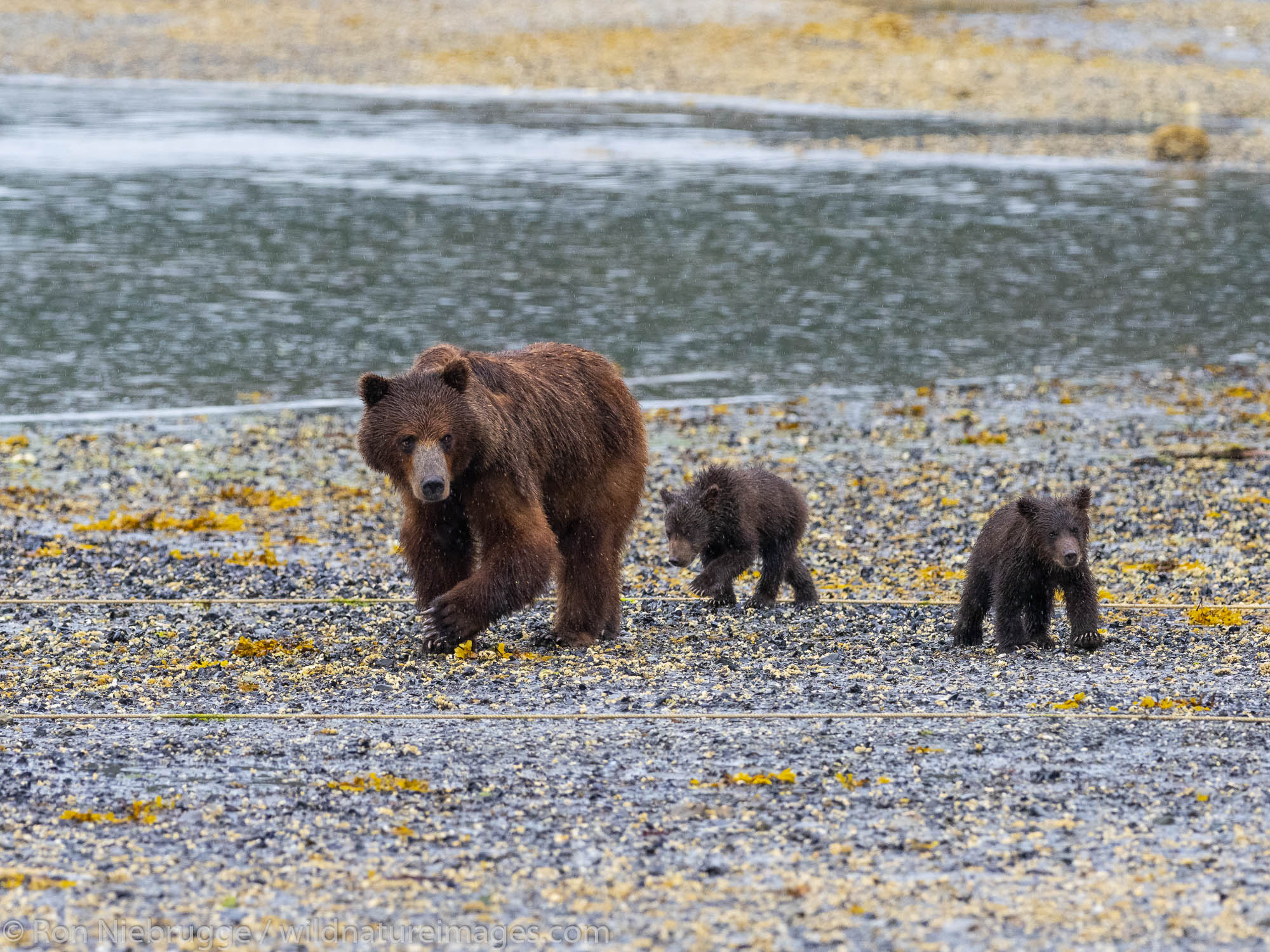 Brown bear sow with spring cubs, Pack Creek Bear Viewing Area on Admiralty Island, Tongass National Forest, Alaska.