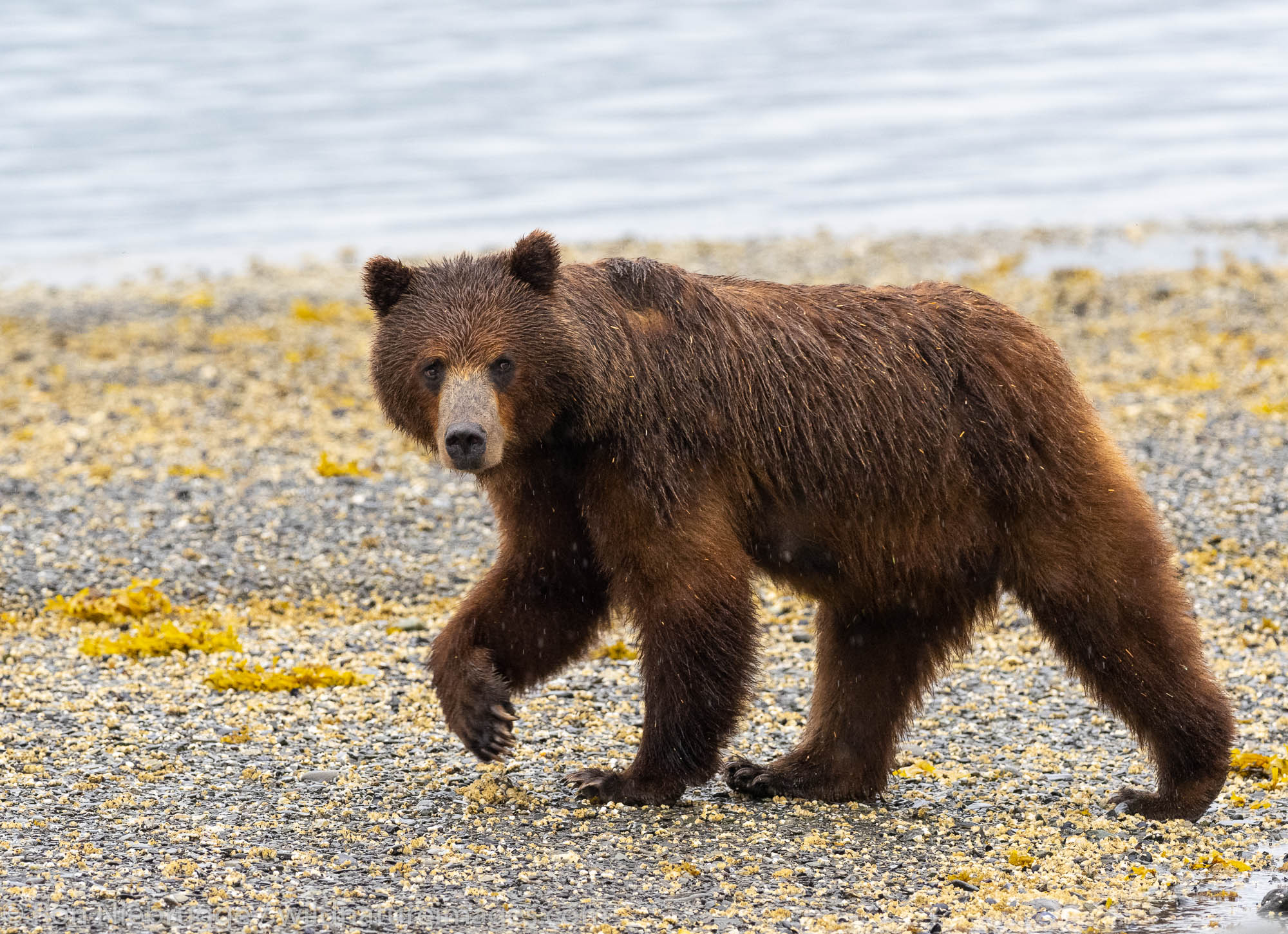 Brown bear sow, Pack Creek Bear Viewing Area on Admiralty Island, Tongass National Forest, Alaska.