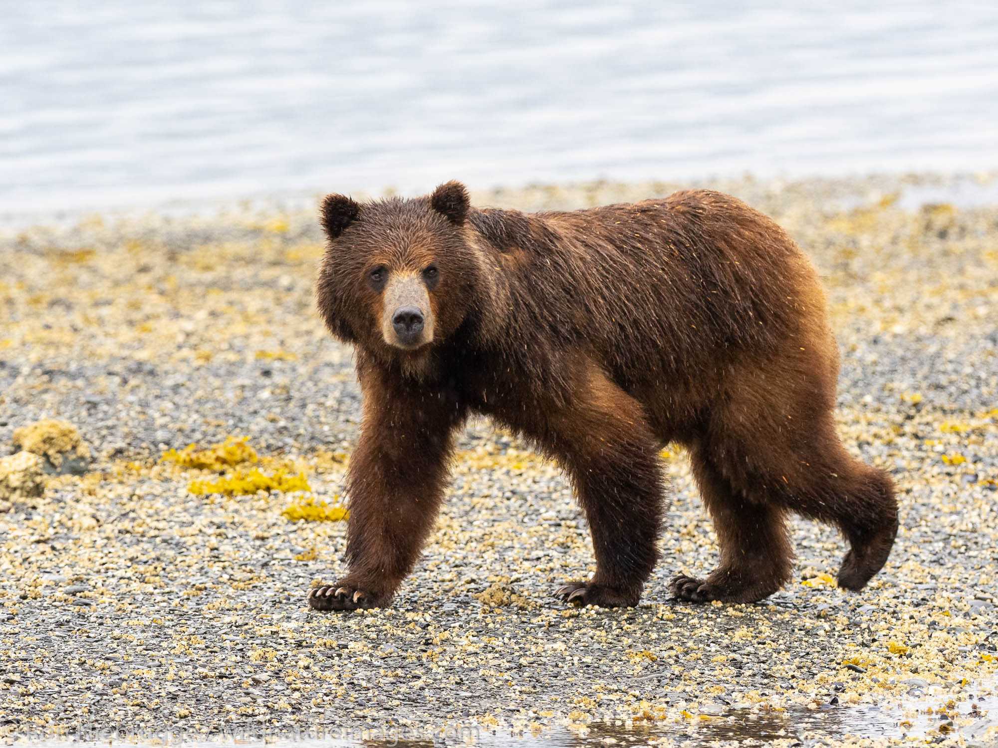 Brown bear sow, Pack Creek Bear Viewing Area on Admiralty Island, Tongass National Forest, Alaska.