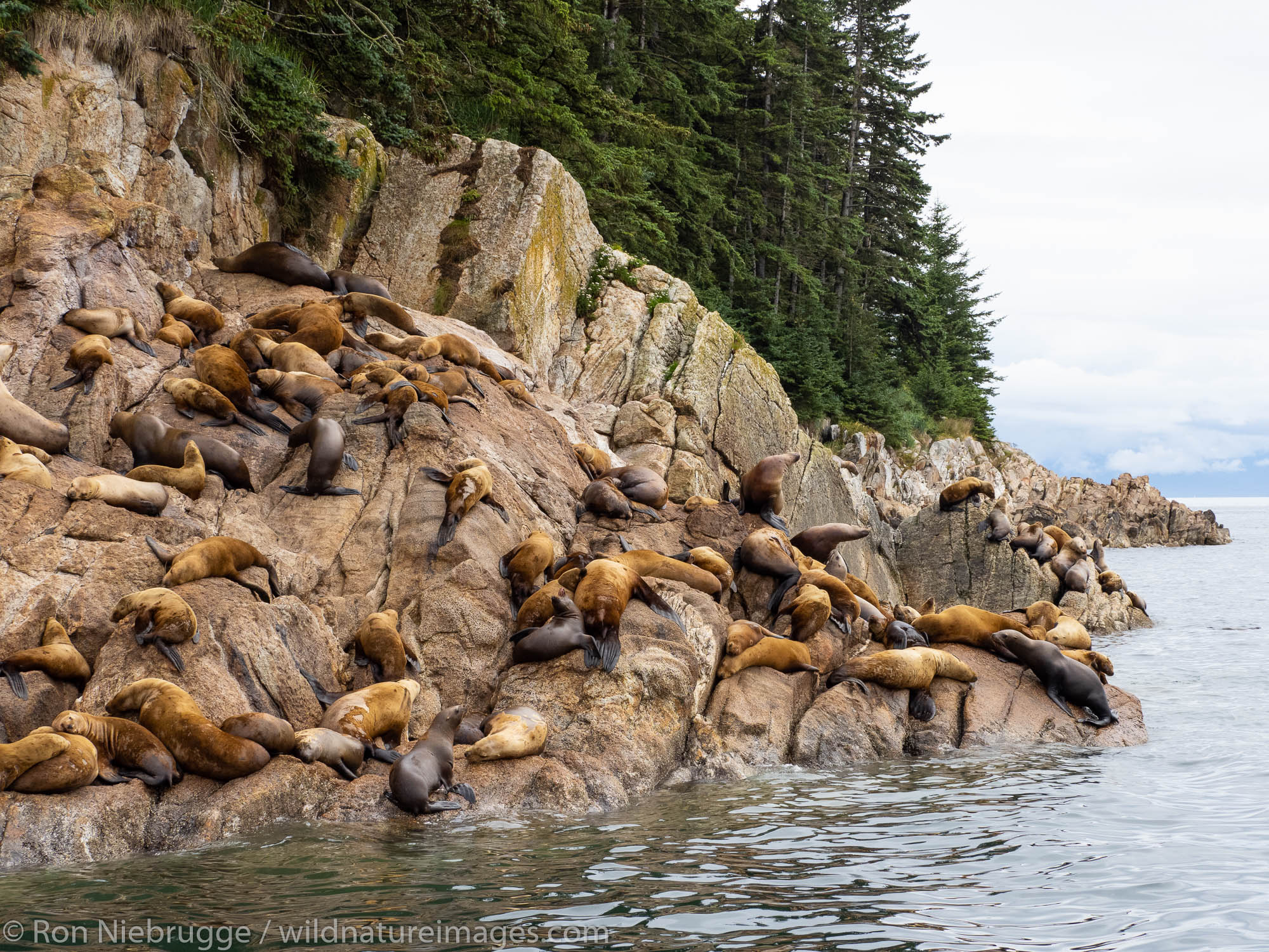 Steller Sea Lion (Eumetopias jubatus), Tongass National Forest, Alaska.