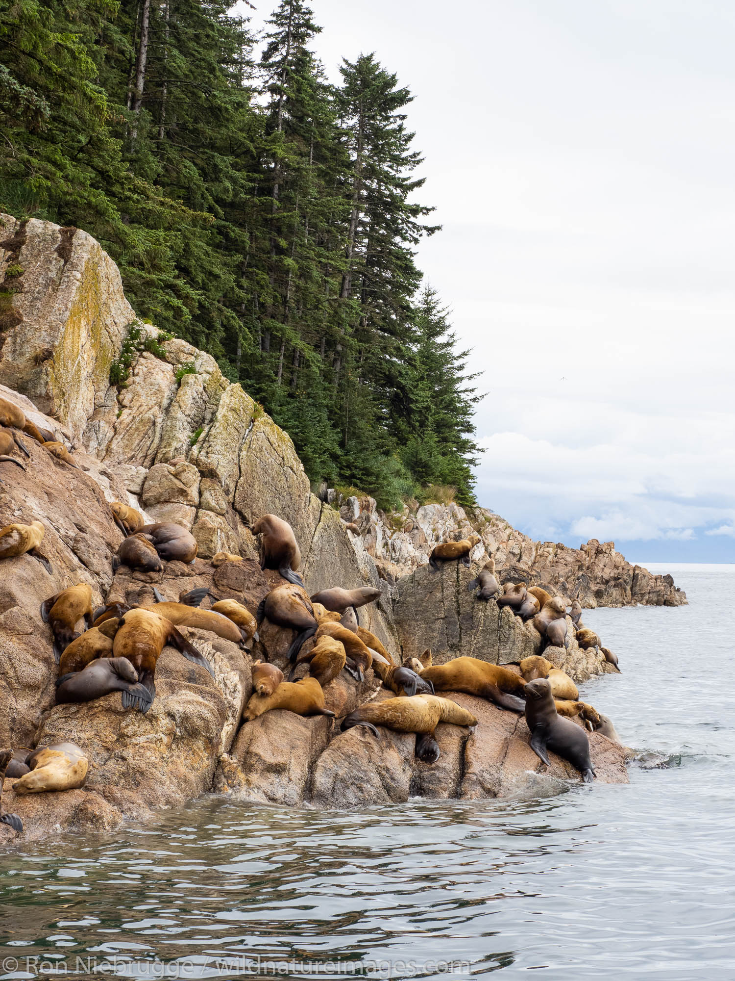 Steller Sea Lion (Eumetopias jubatus), Tongass National Forest, Alaska.