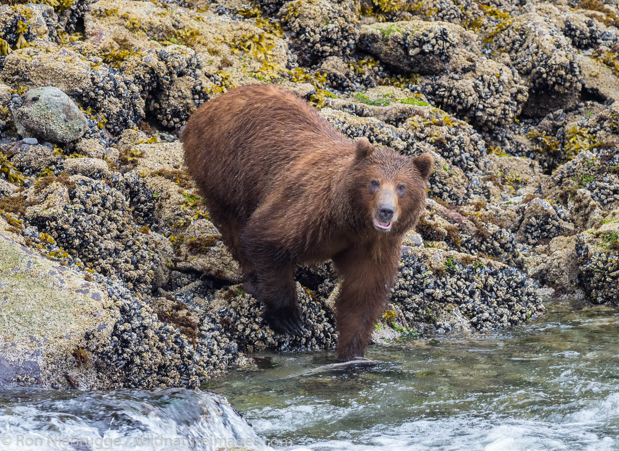 Brown bear, Baranof Island, Tongass National Forest, Alaska.