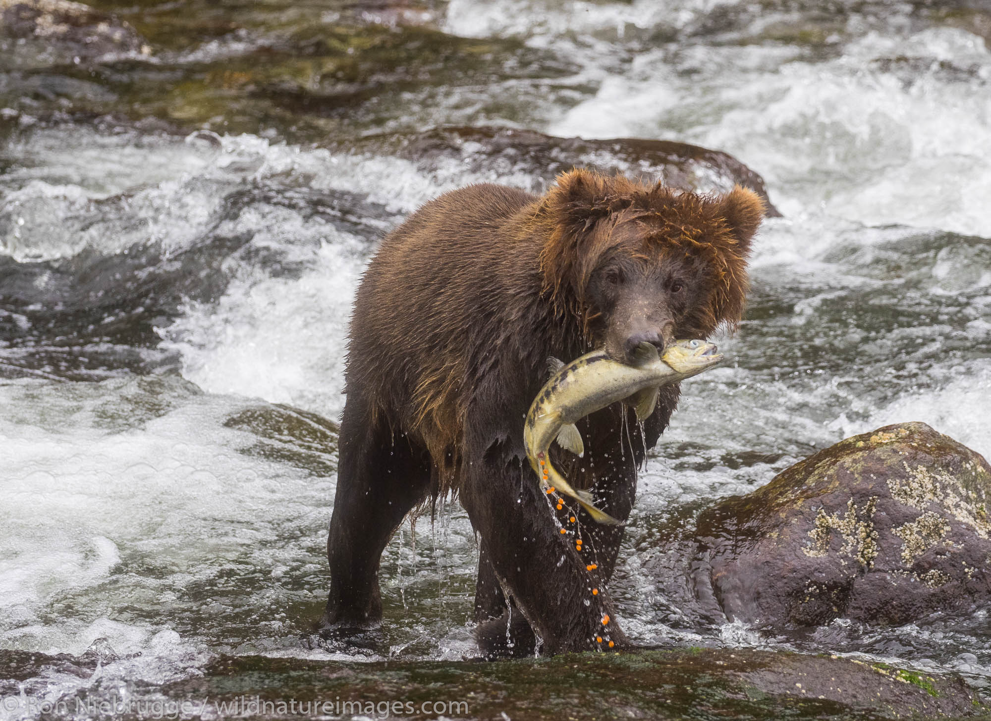 Brown bear, Baranof Island, Tongass National Forest, Alaska.