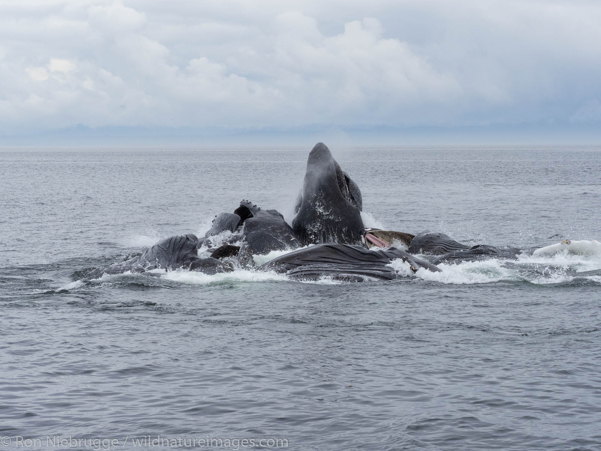 Bubble-net feeding humpback whales, Tongass National Forest, Alaska.