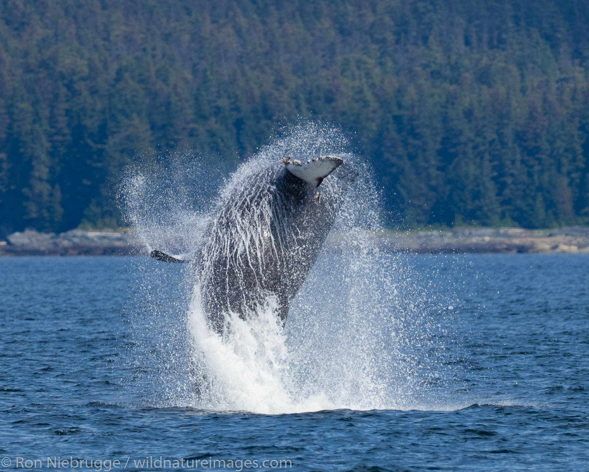 Humpback whale, Tongass National Forest, Alaska.