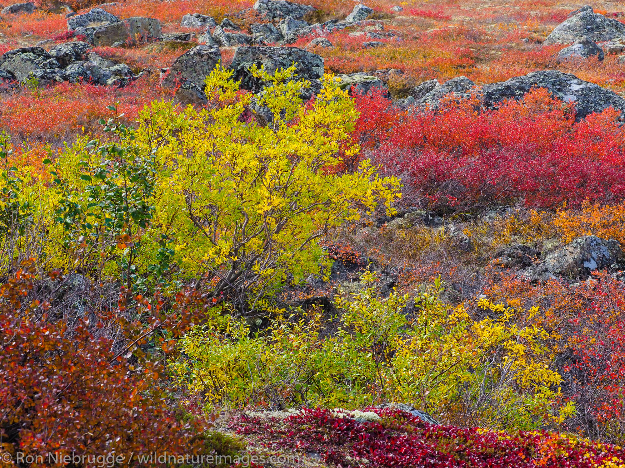 Autumn colors along the Dalton Highway, Brooks Range, Alaska.