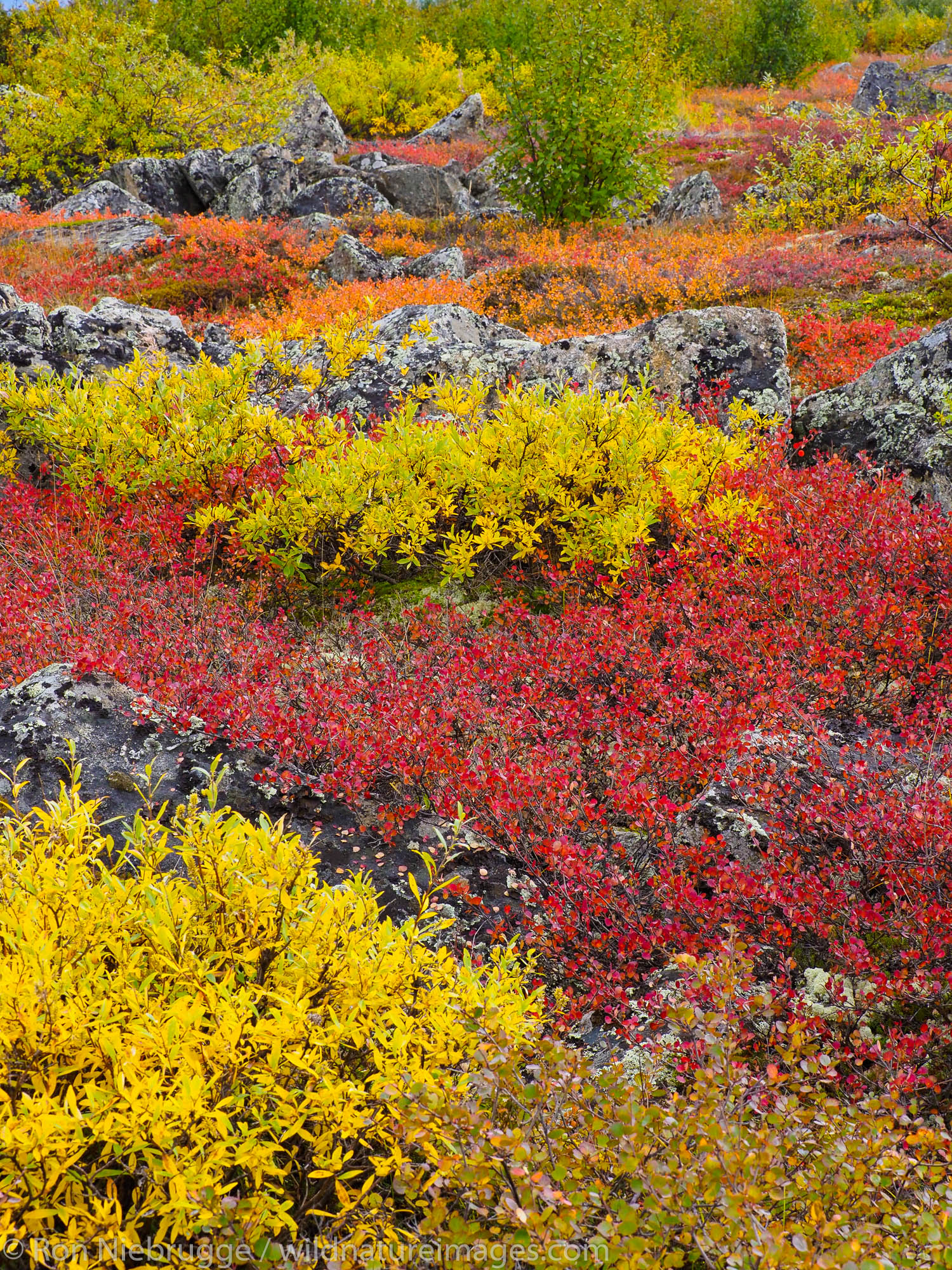 Autumn colors along the Dalton Highway Brooks Range Alaska.