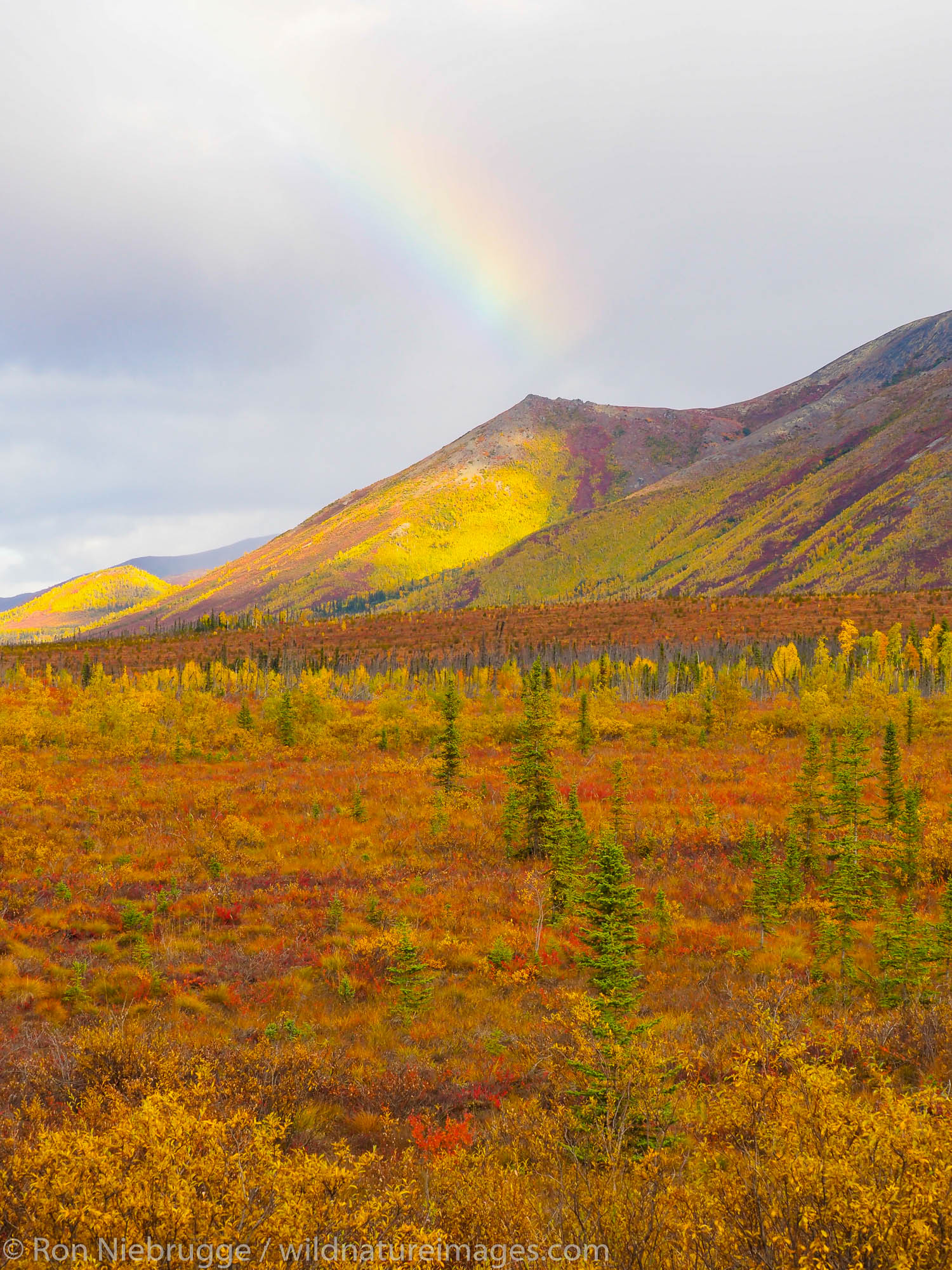 Autumn colors along the Dalton Highway Brooks Range Alaska.