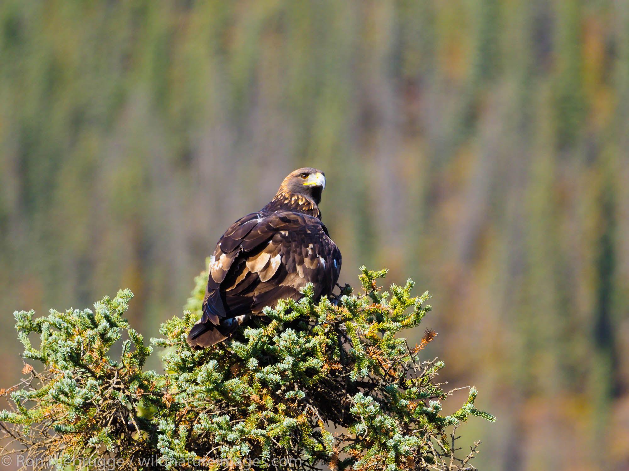 Golden eagle along the Dalton Highway, Brooks Range, Alaska.