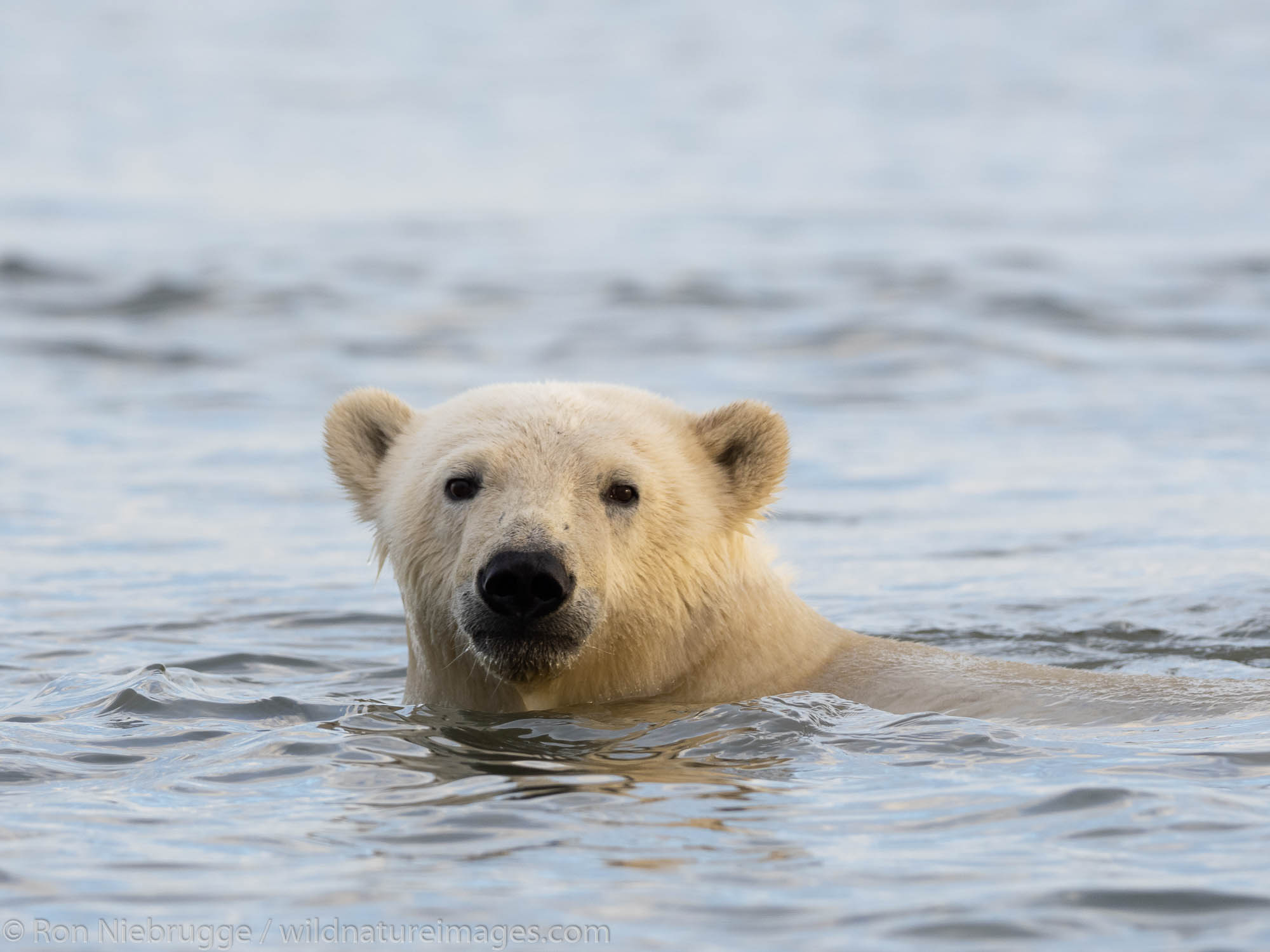 Polar bears (Ursus maritimus),  Arctic National Wildlife Refuge, Alaska.