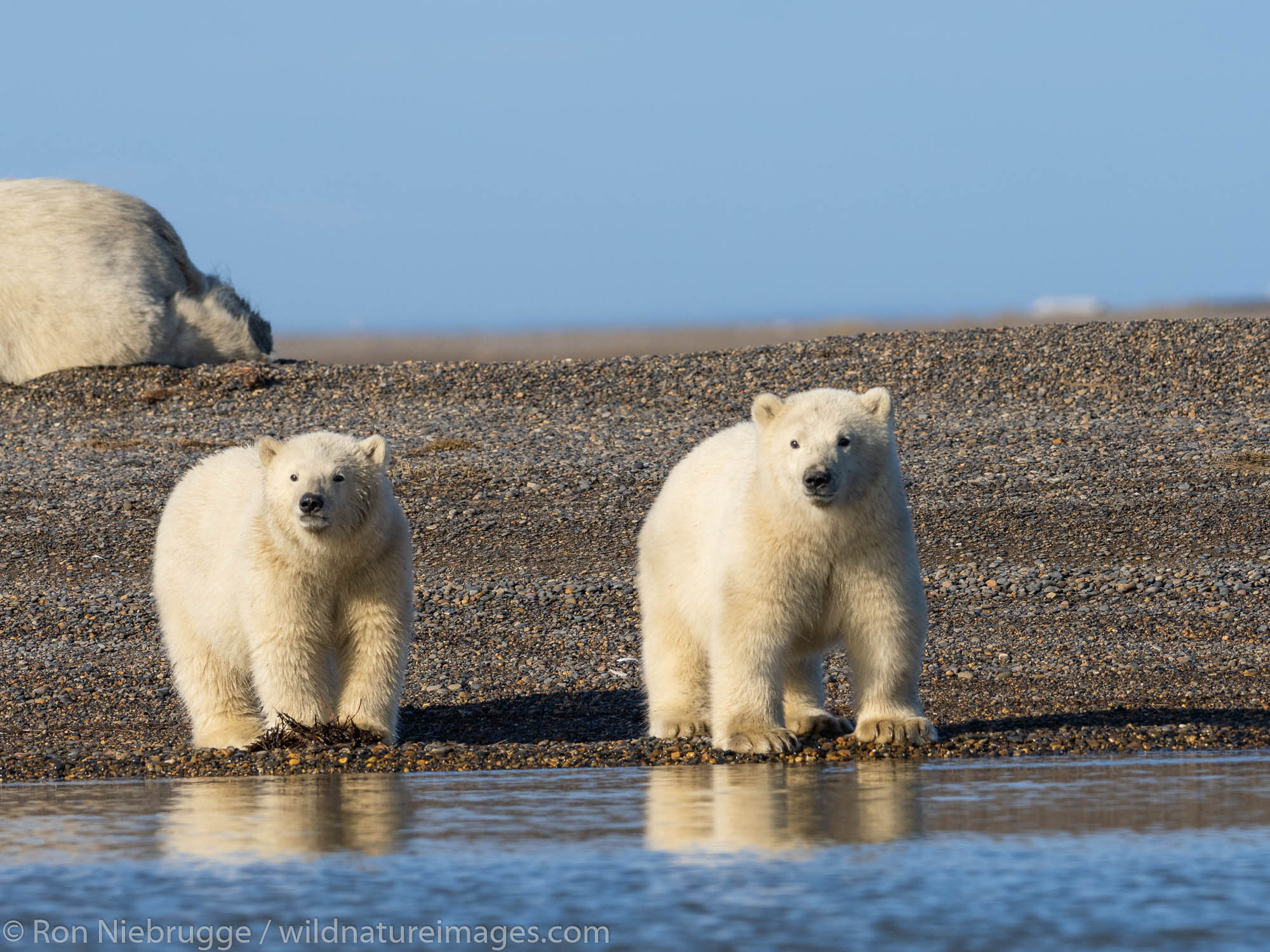 Polar bears (Ursus maritimus),  Arctic National Wildlife Refuge, Alaska.