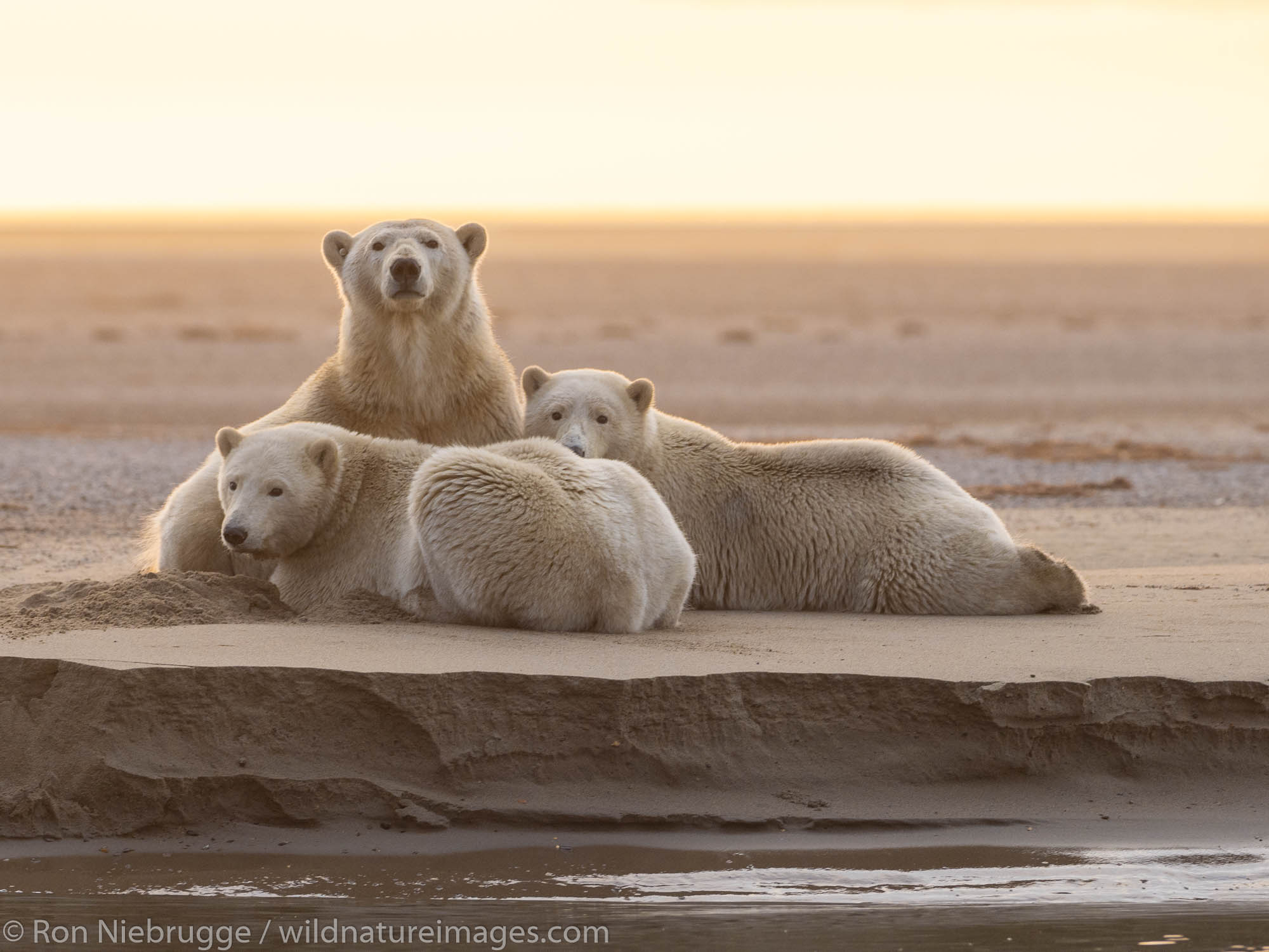 Polar bears (Ursus maritimus),  Arctic National Wildlife Refuge, Alaska.