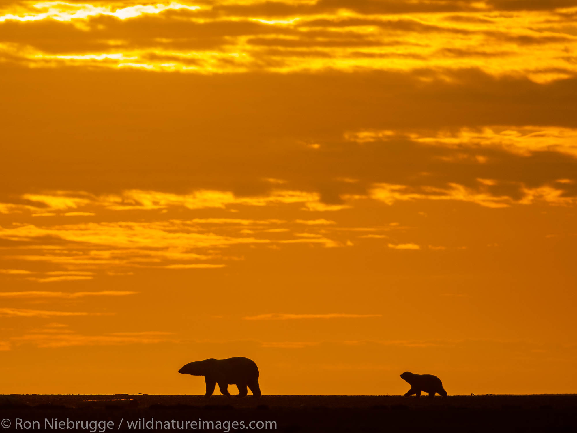Polar bear (Ursus maritimus) at sunset, Arctic National Wildlife Refuge Alaska.