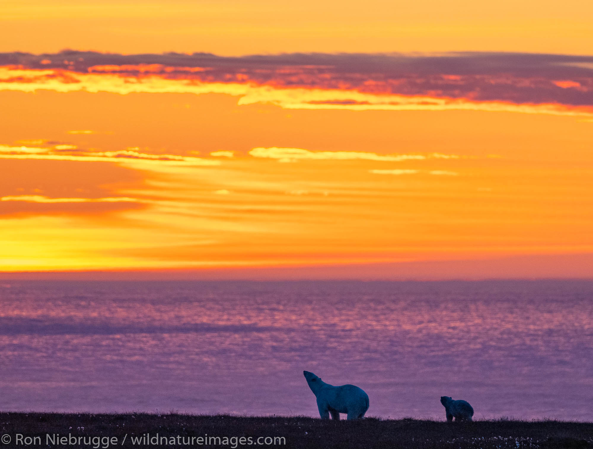 Polar bear (Ursus maritimus) at sunset, Arctic National Wildlife Refuge Alaska.