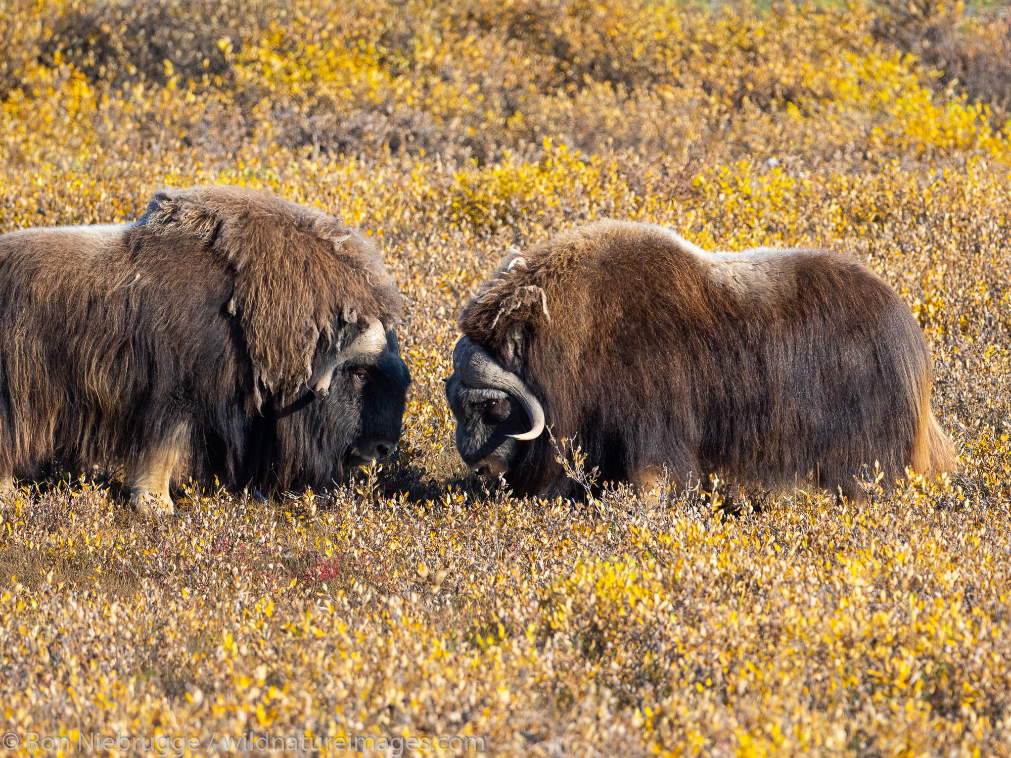 Musk Ox, Autumn, Brooks Range, Arctic Alaska.