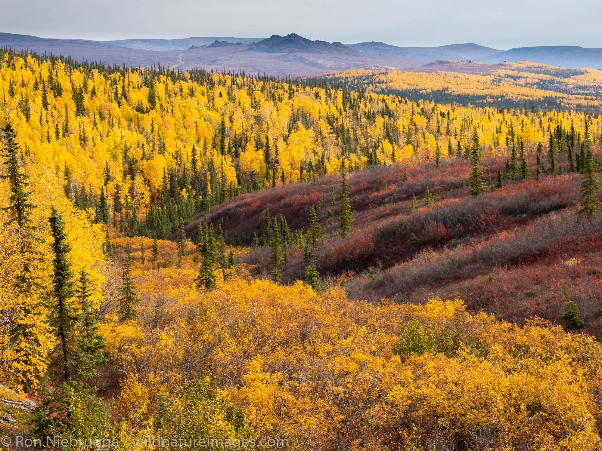 Autumn, Brooks Range, Arctic Alaska.