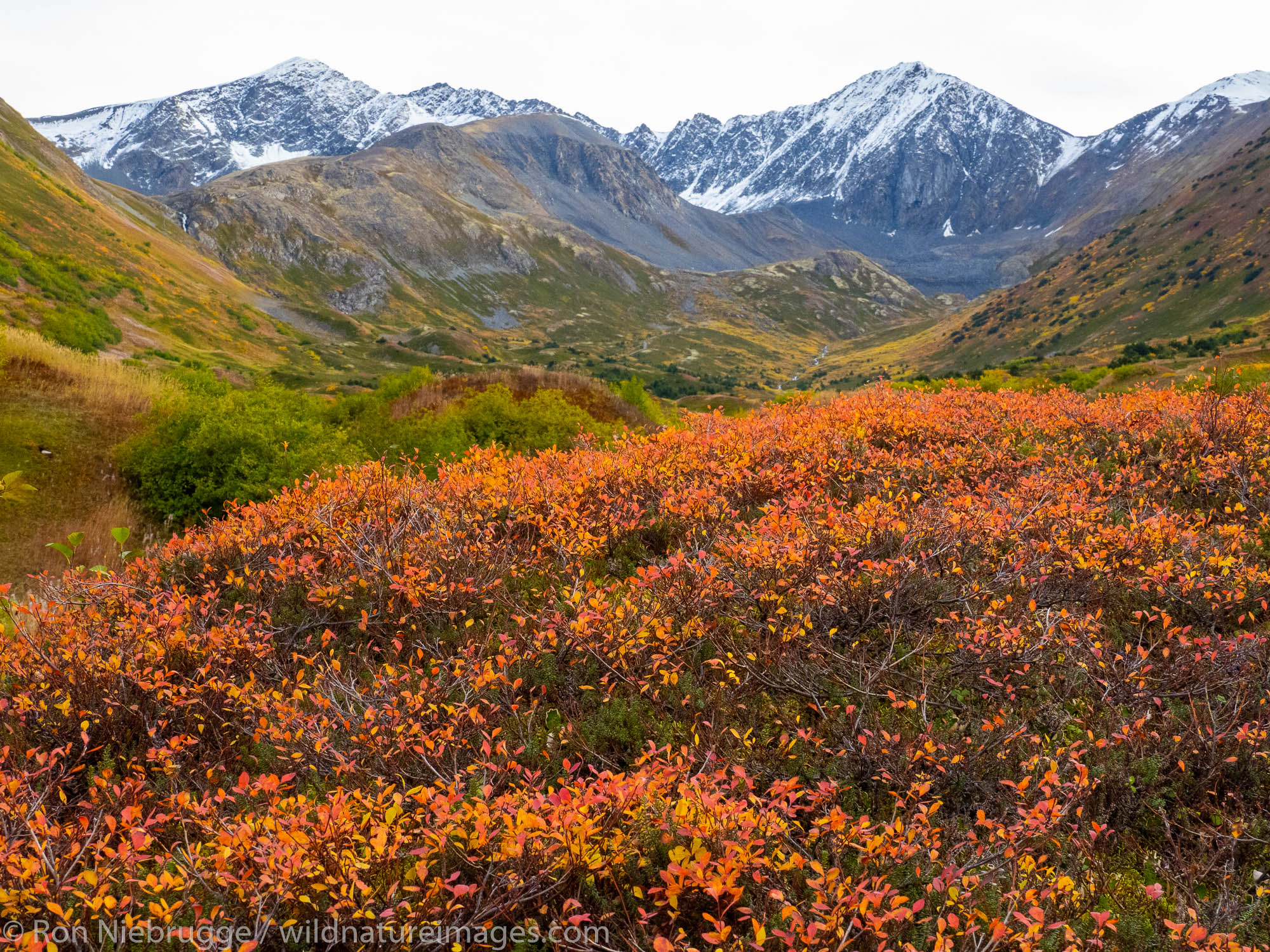 Autumn colors near Hope, Alaska.