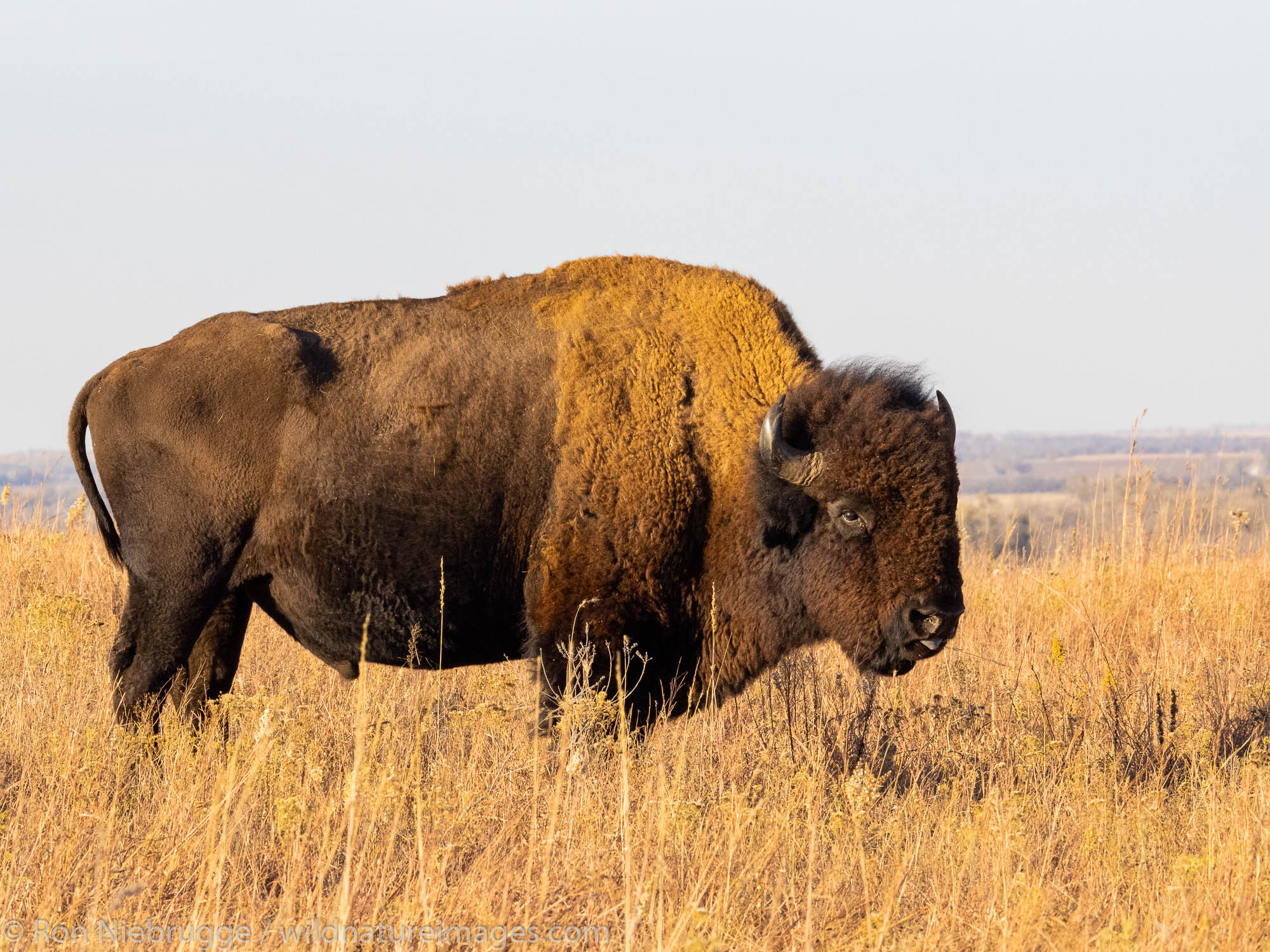 Bison on the Maxwell Wildlife Refuge, near Canton, Kansas