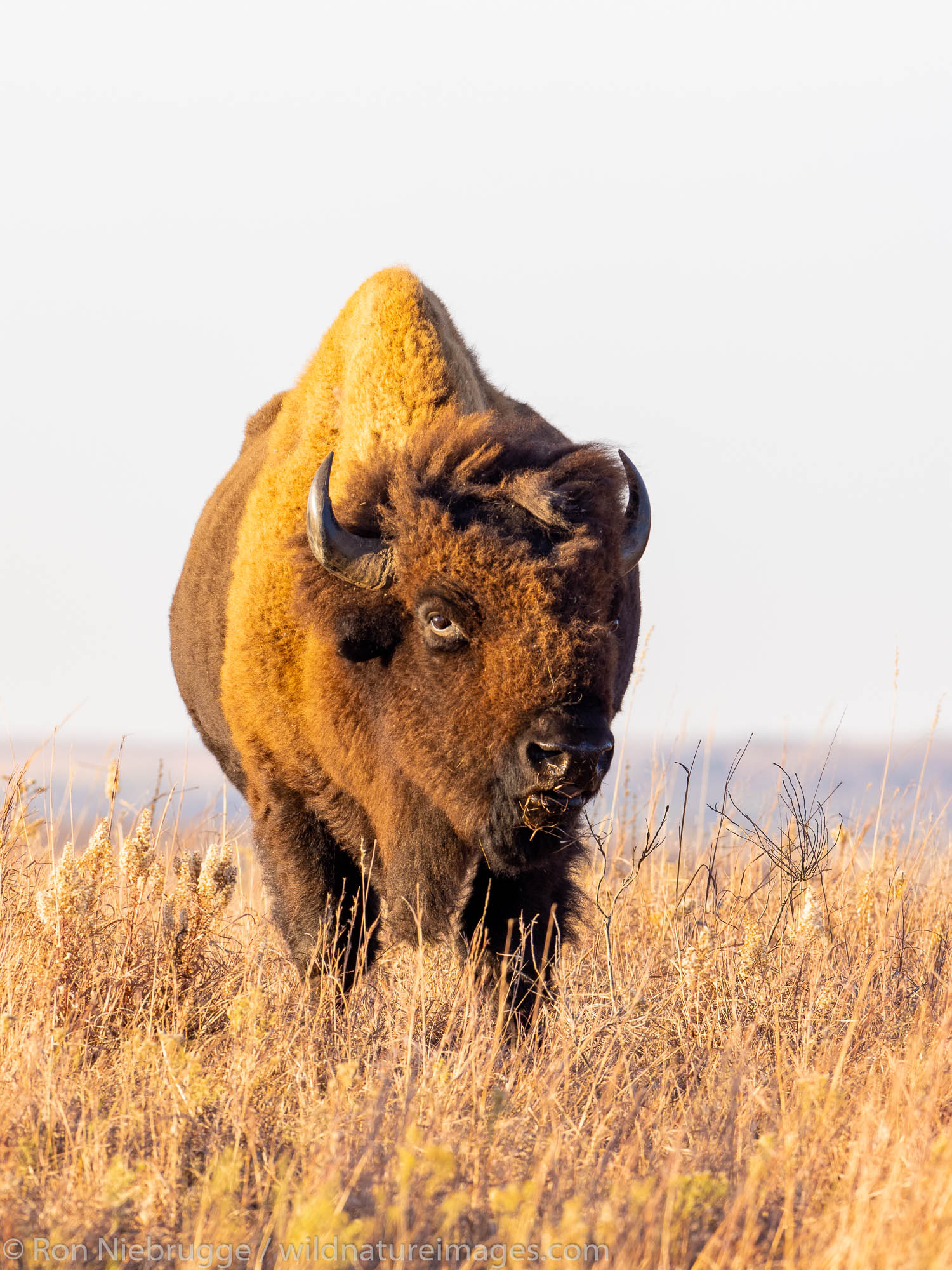 Bison on the Maxwell Wildlife Refuge, near Canton, Kansas