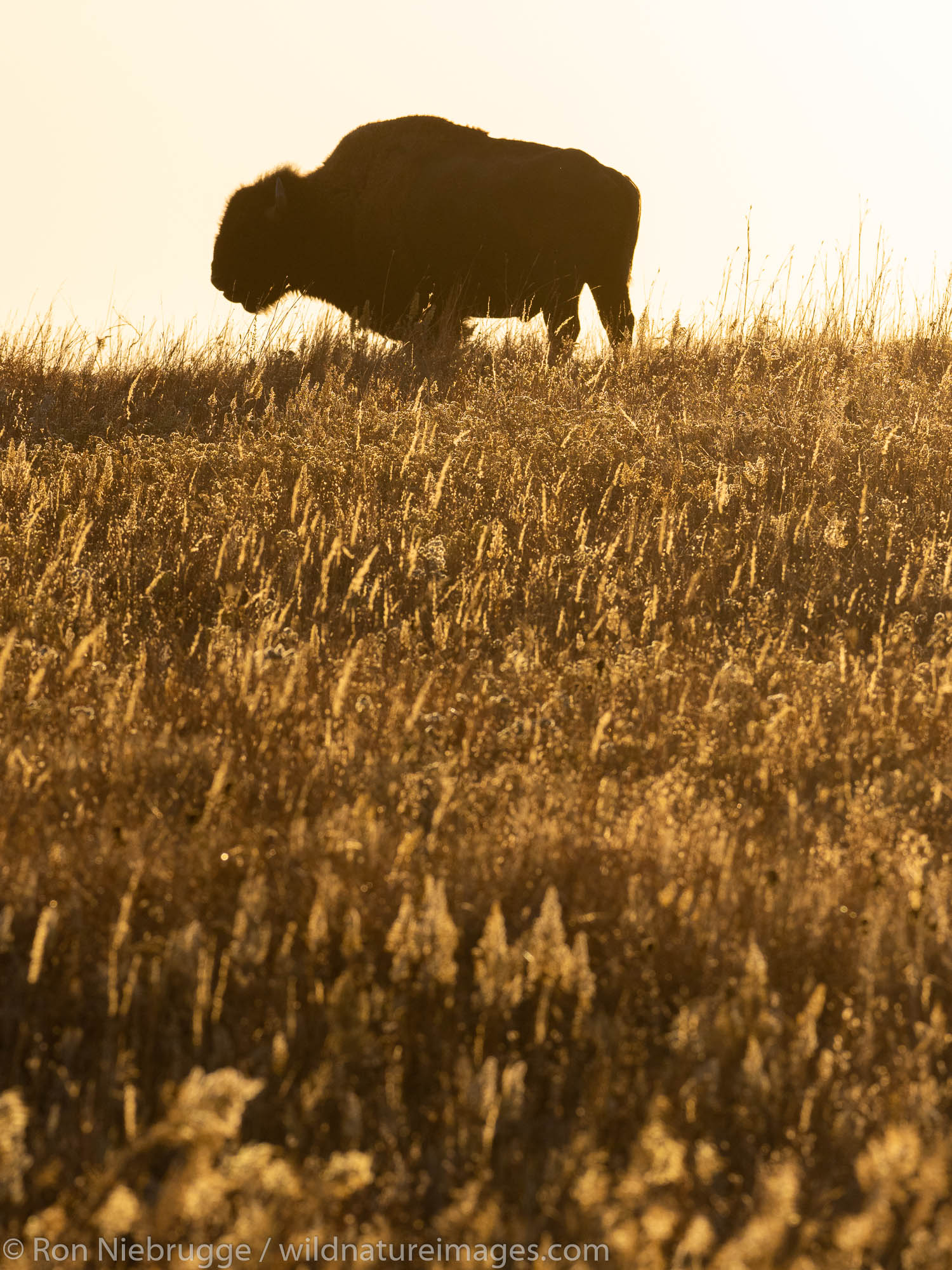 Bison on the Maxwell Wildlife Refuge, near Canton, Kansas