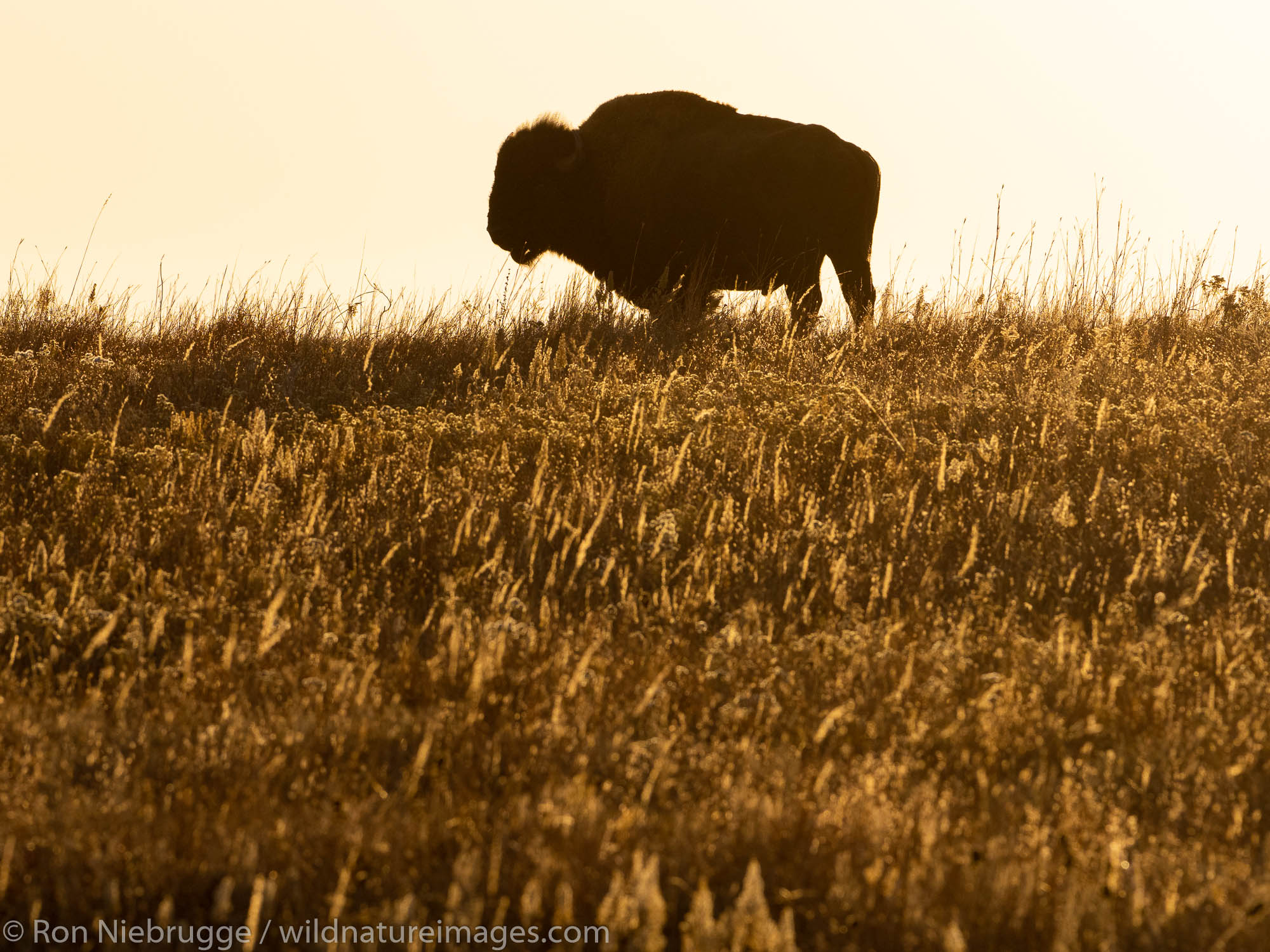 Bison on the Maxwell Wildlife Refuge, near Canton, Kansas