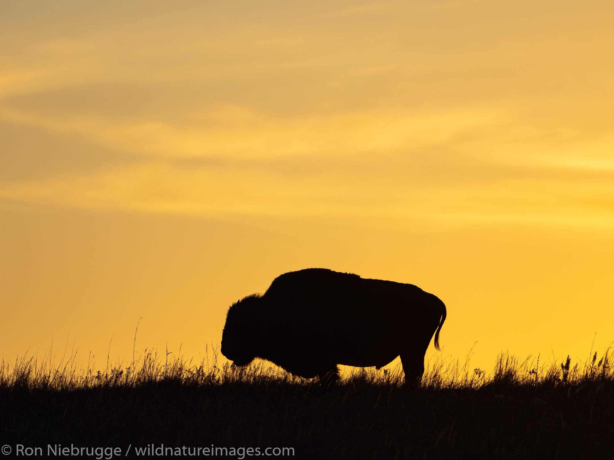 Bison on the Maxwell Wildlife Refuge, near Canton, Kansas