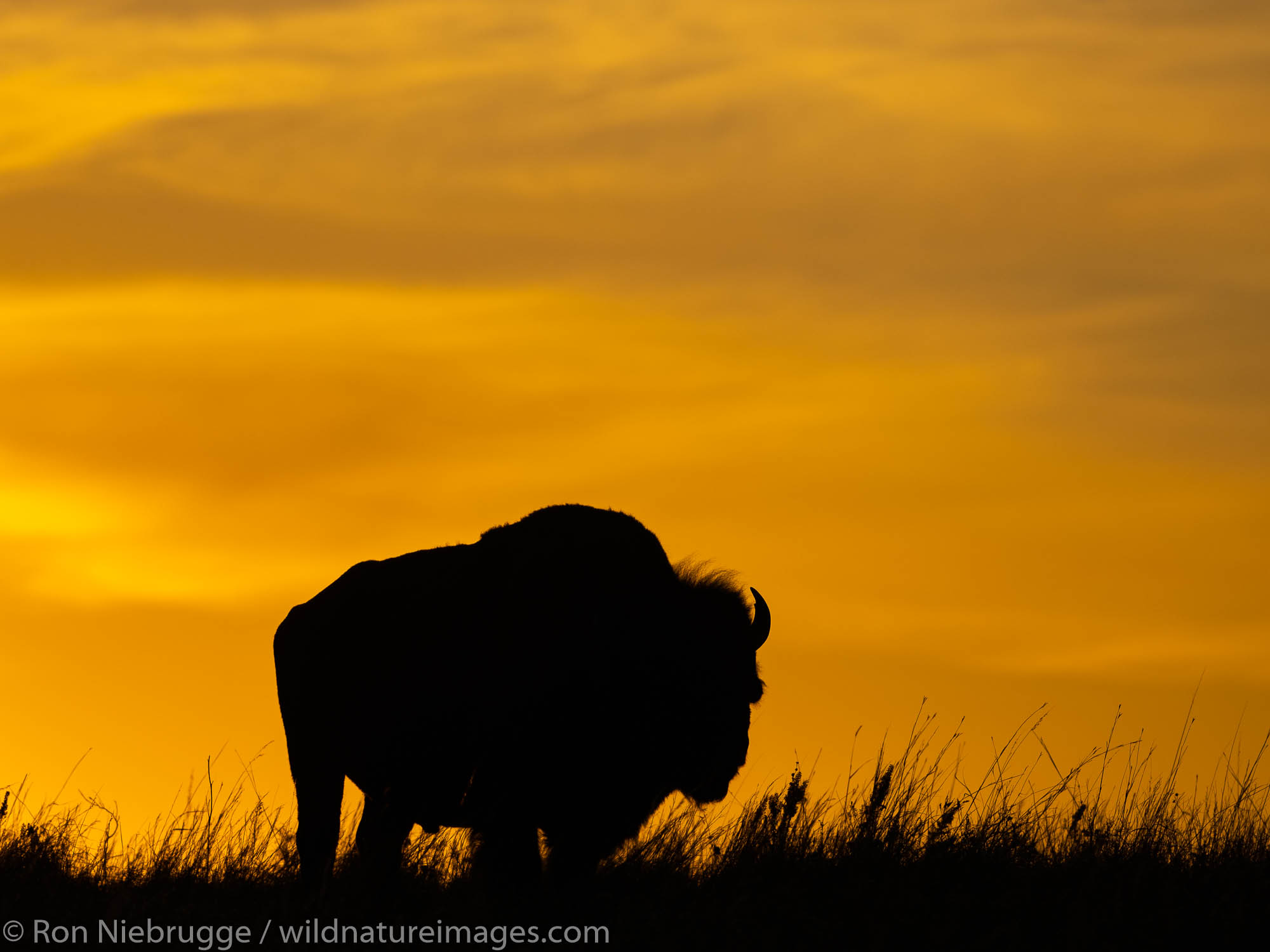 Bison on the Maxwell Wildlife Refuge, near Canton, Kansas