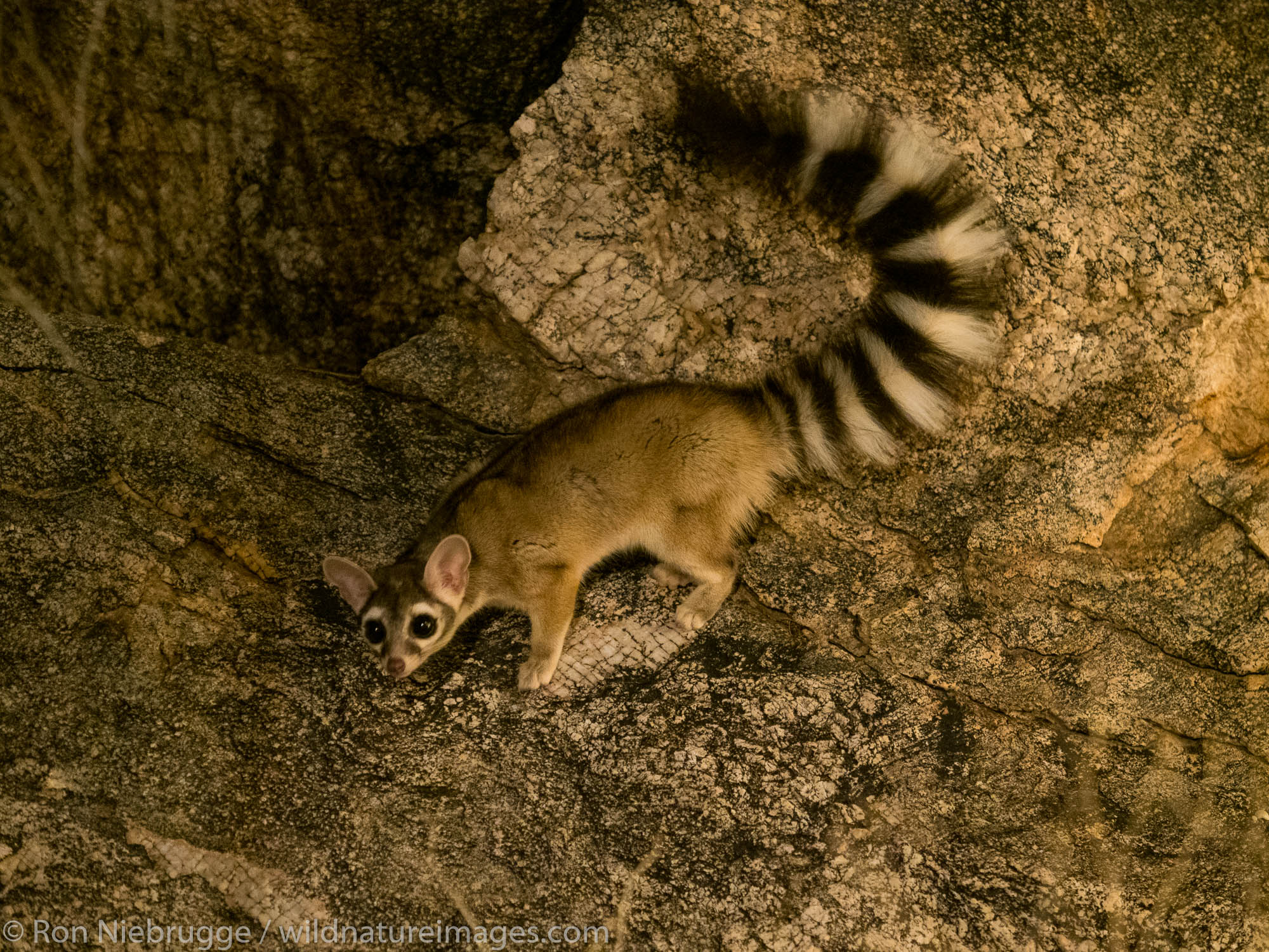 Ringtail, Tortolita Mountains, Marana, near Tucson, Arizona.