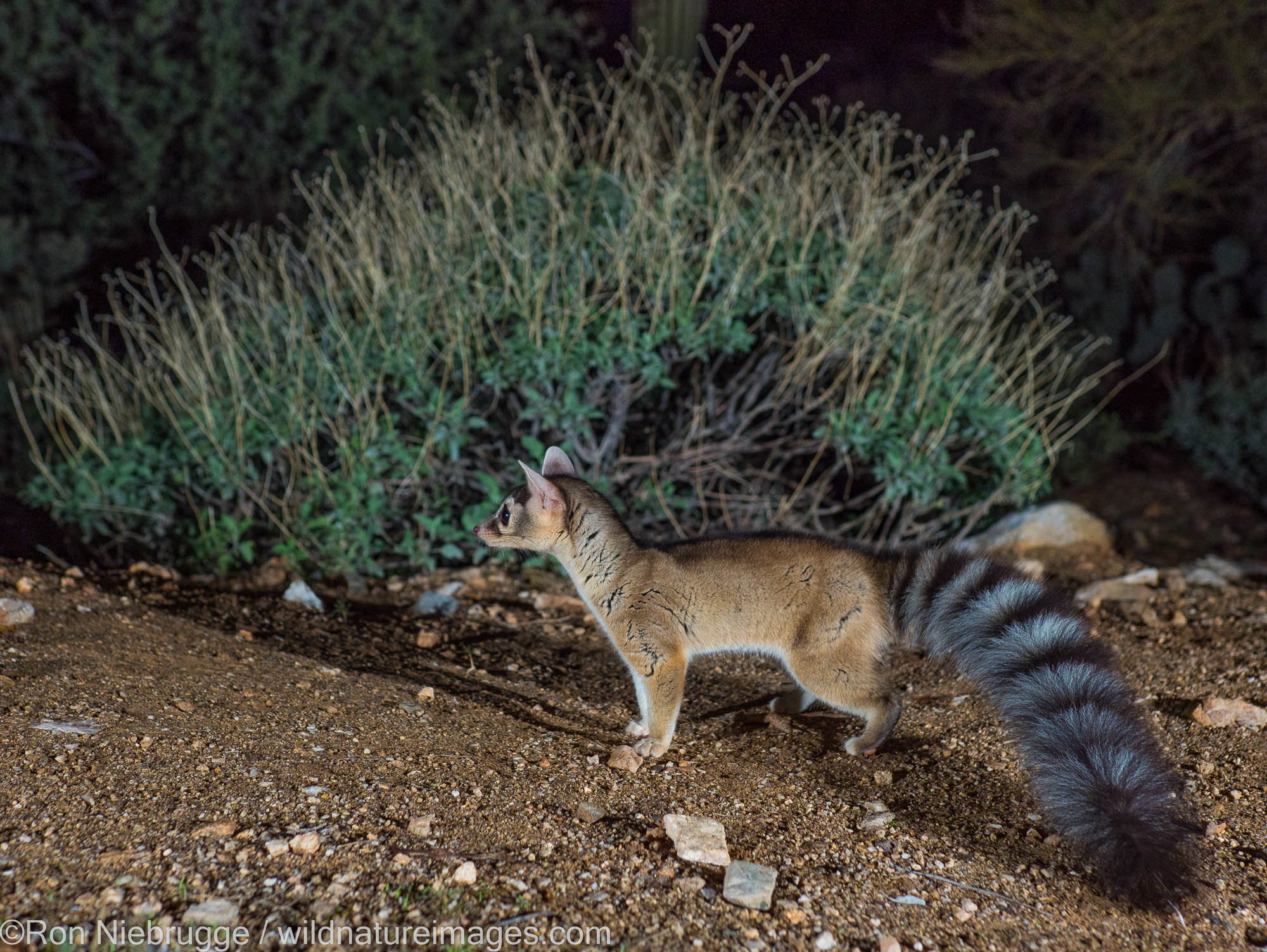 Ringtail, Tortolita Mountains, Marana, near Tucson, Arizona.