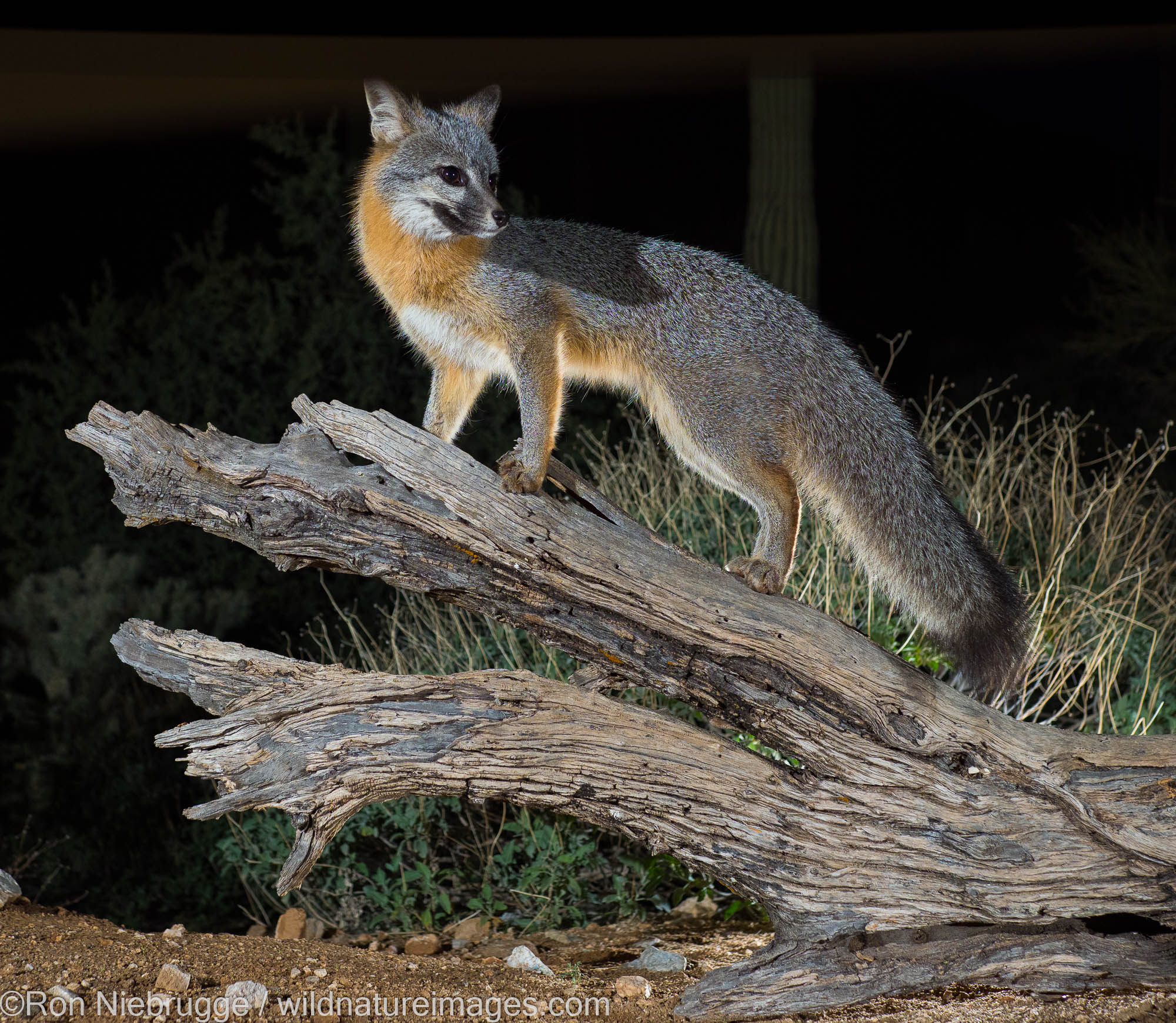 Gray Fox at night, Tortolita Mountains, Marana, near Tucson, Arizona.