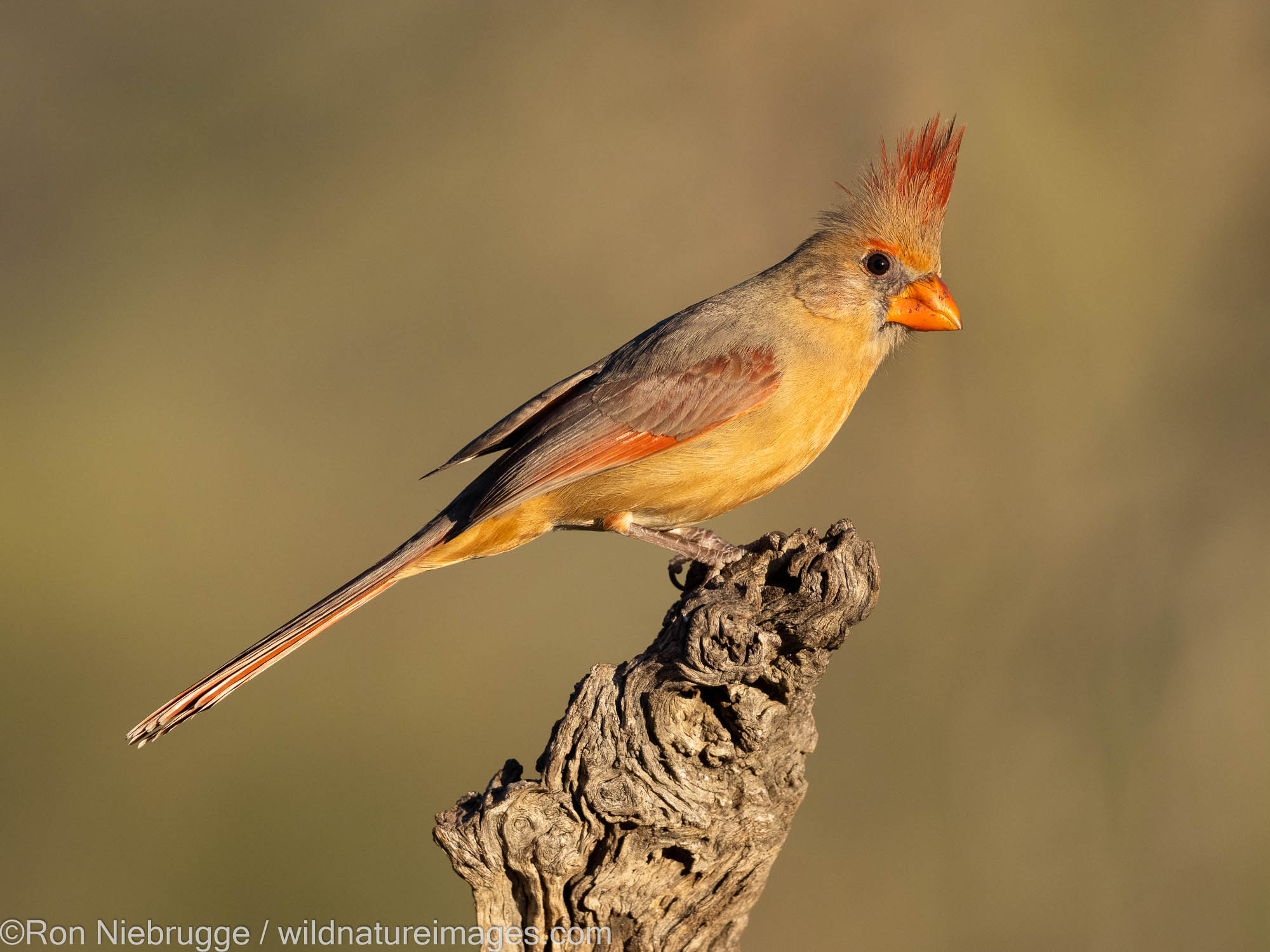 Northern Cardinal, Tortolita Mountains, Marana, near Tucson, Arizona.