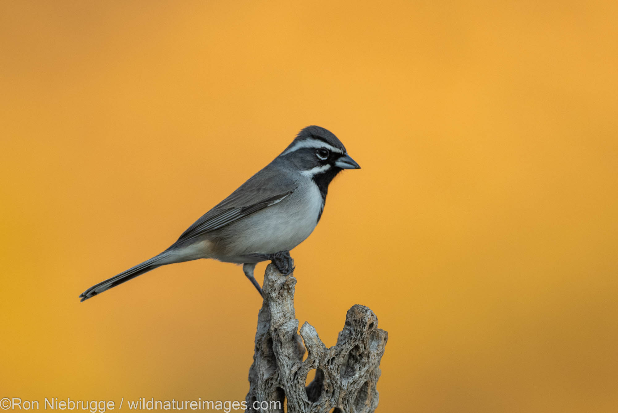 Black-throated Sparrow, Tortolita Mountains, Marana, near Tucson, Arizona.