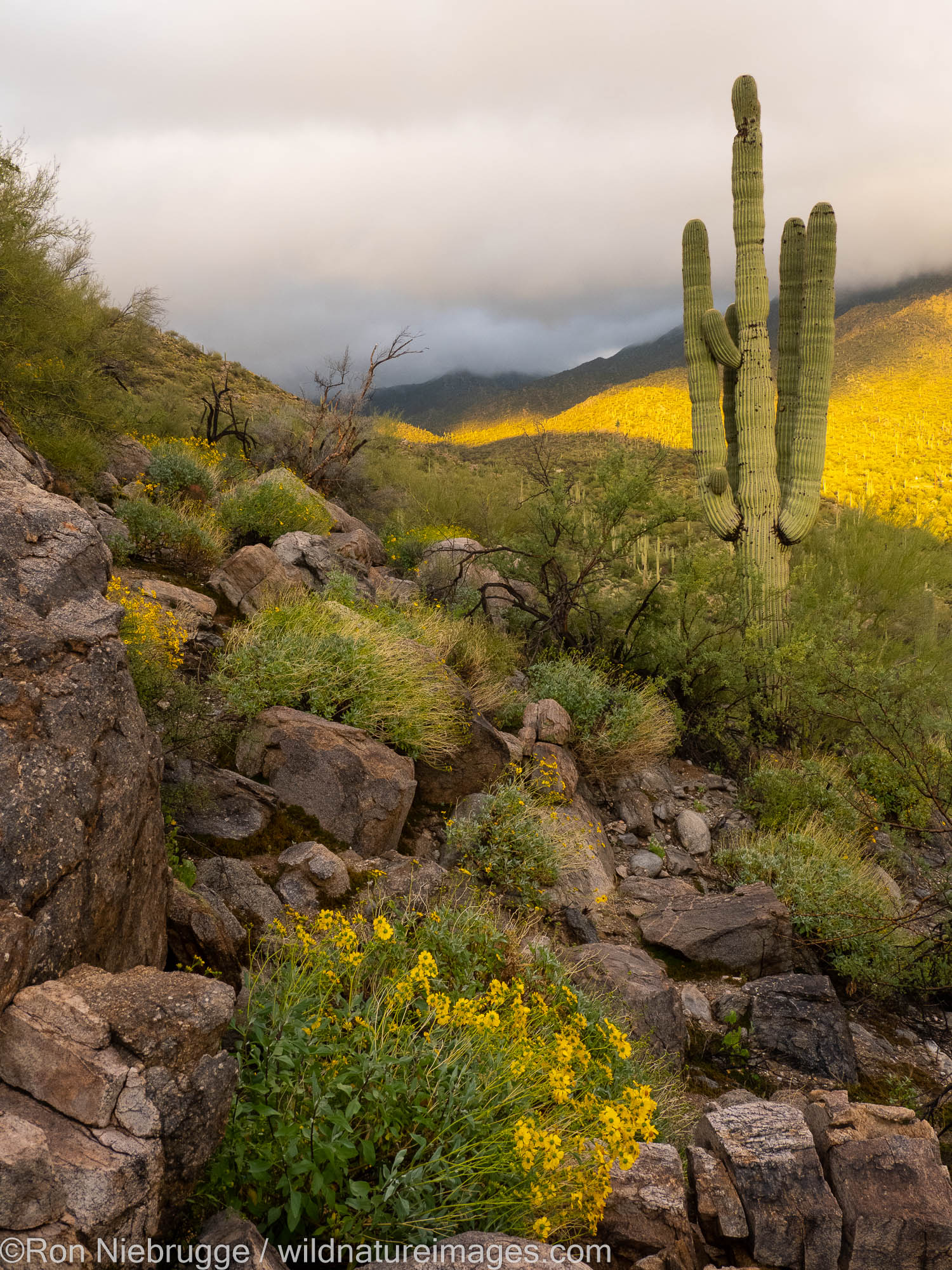 Desert landscape, Tortolita Mountains, Marana, near Tucson, Arizona.