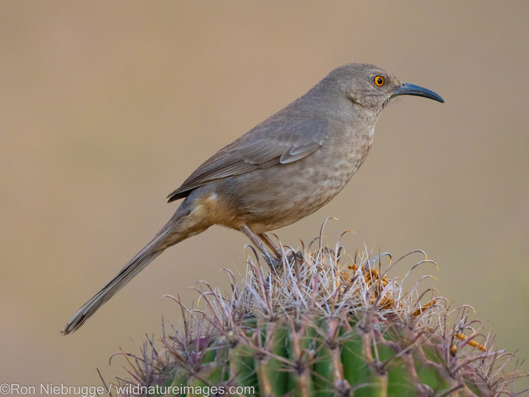 Curve-billed Thrasher, Marana, near Tucson, Arizona.