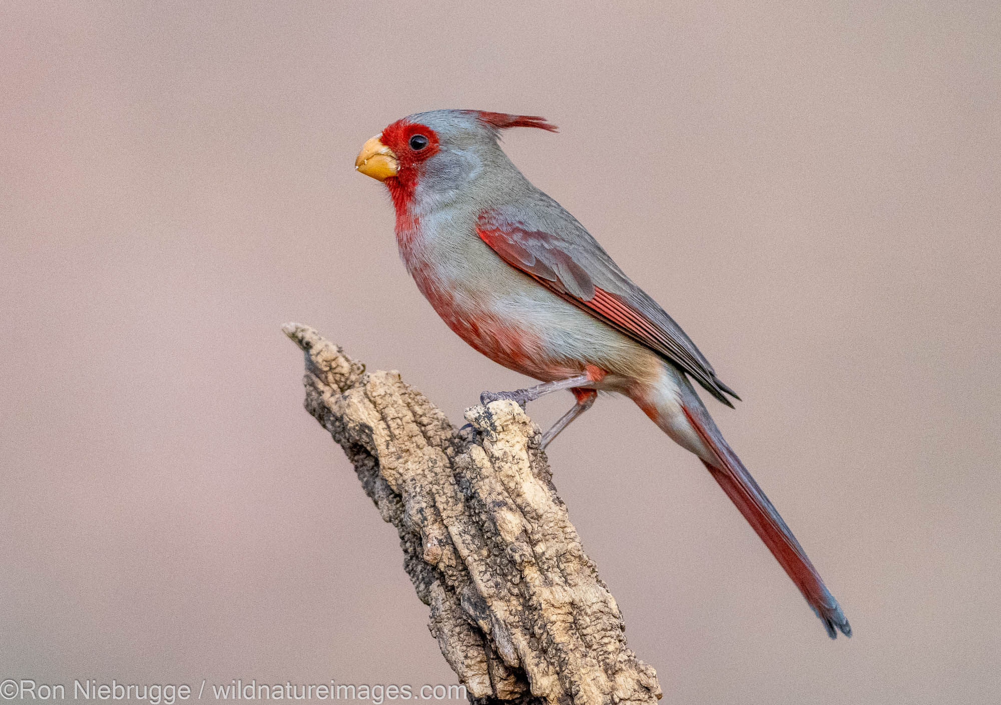 Pyrrholoxia, Marana, near Tucson, Arizona.