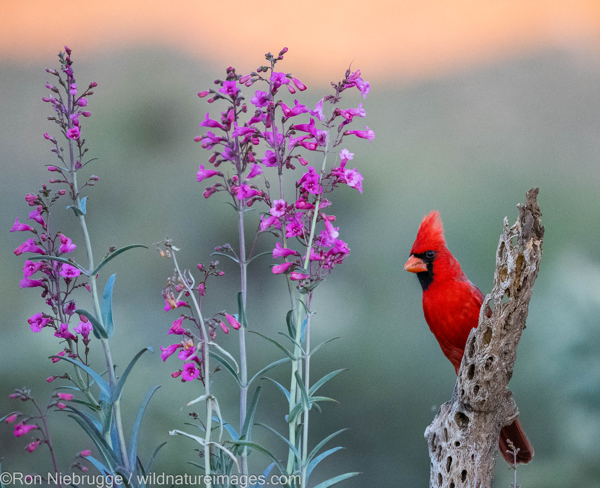 Northern Cardinal, Marana, near Tucson, Arizona.
