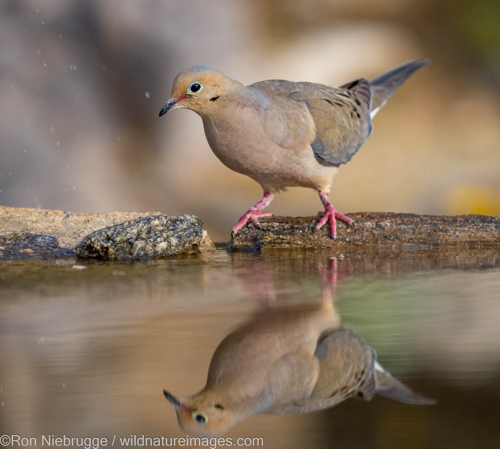 Mourning Dove, Marana, near Tucson, Arizona.