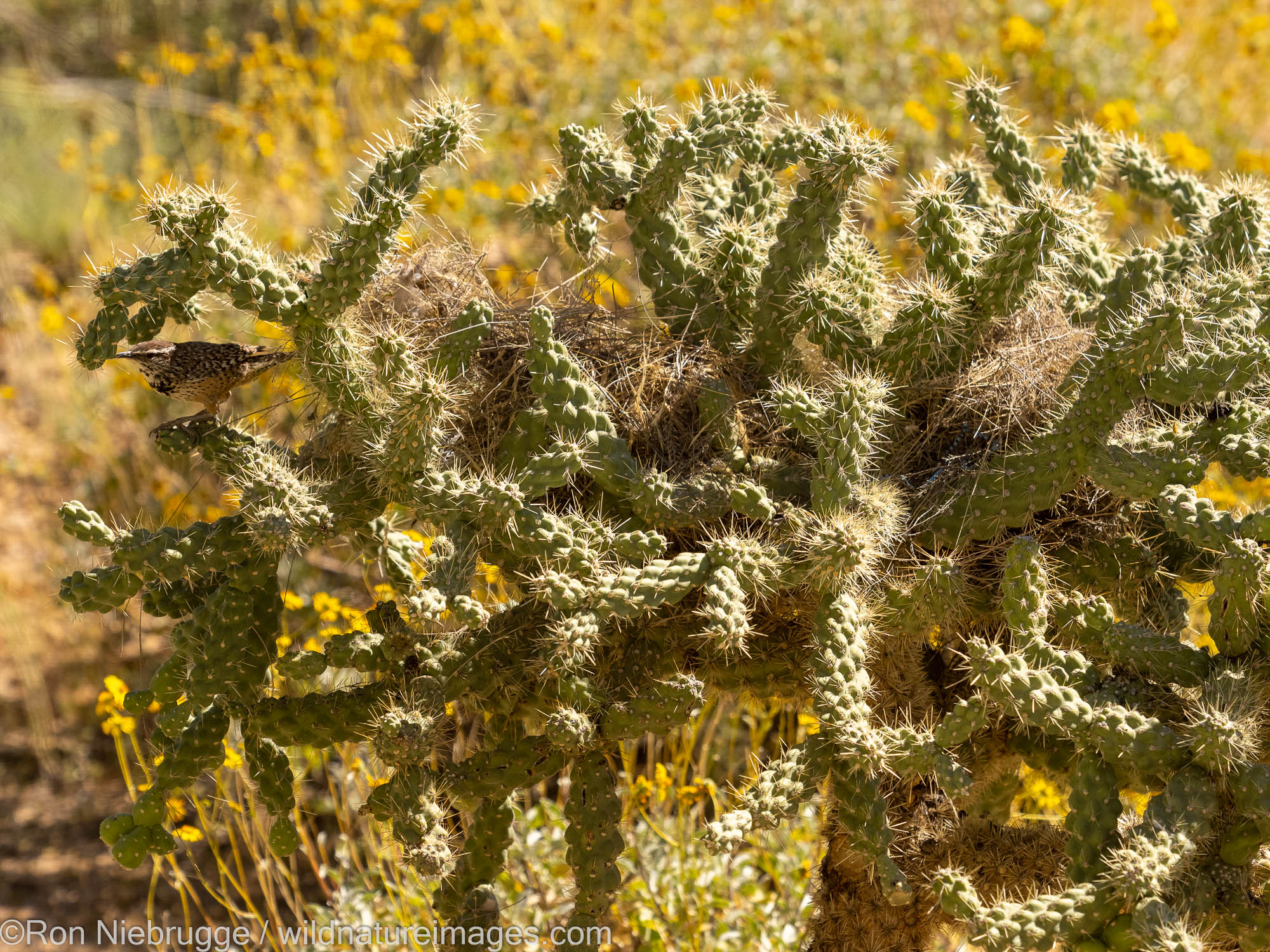 Cactus wren, Marana, near Tucson, Arizona.