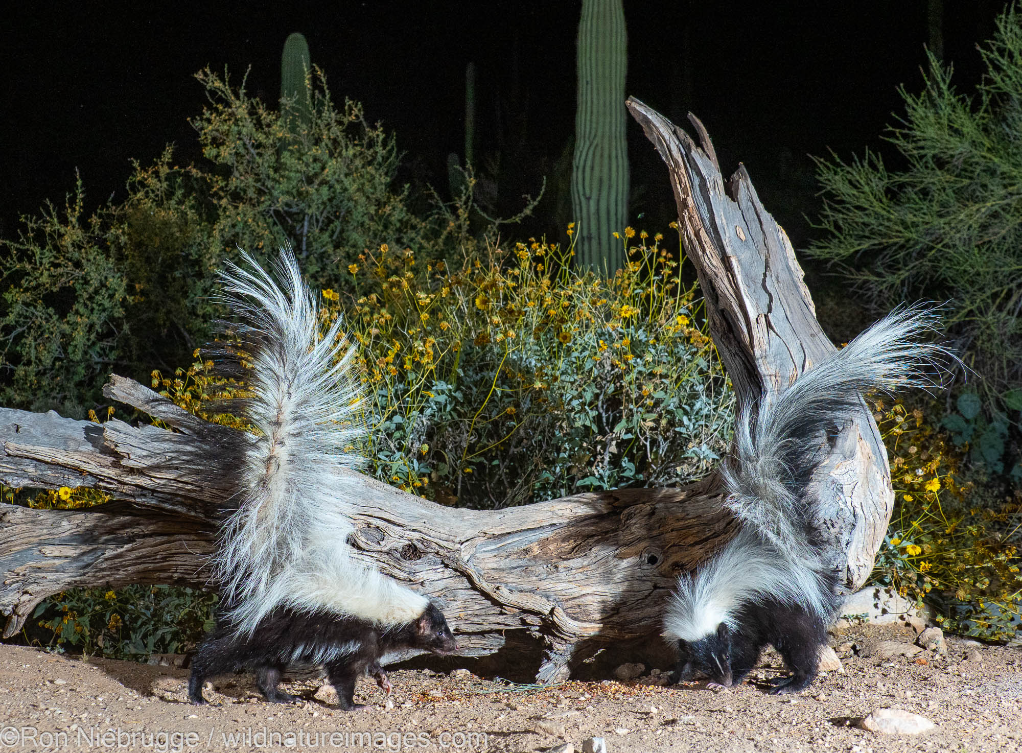 Hooded and Striped Skunks, Marana, near Tucson, Arizona.