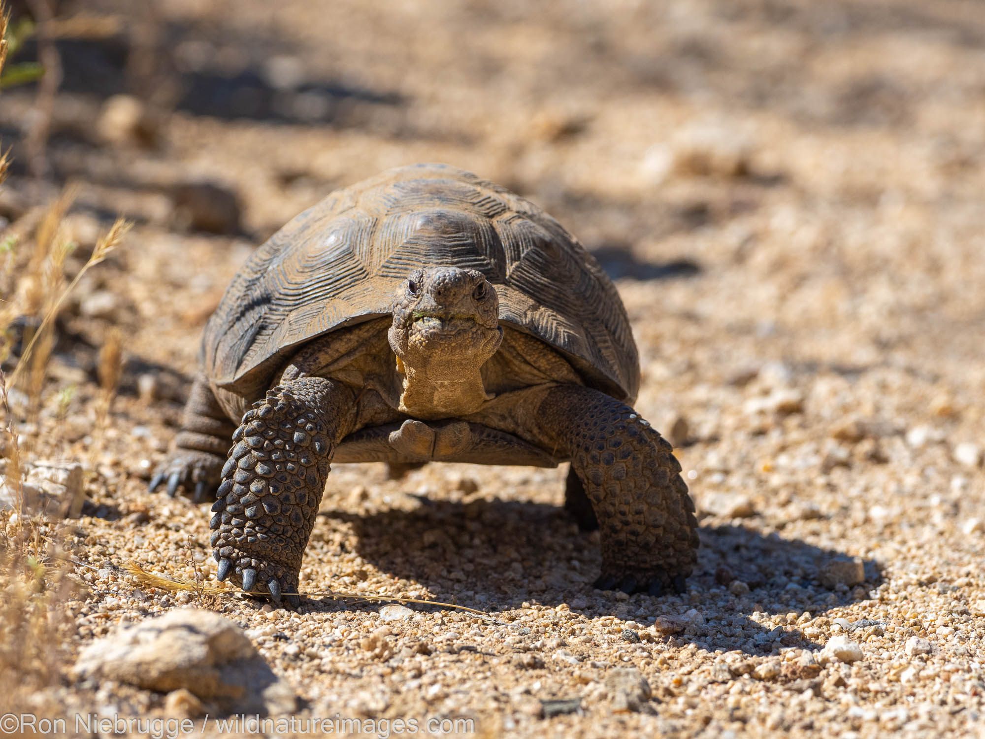 Sonoran Desert Tortoise, Marana, near Tucson, Arizona.