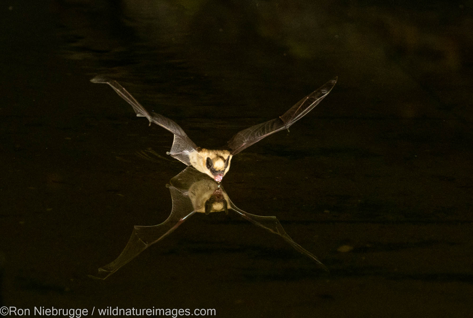 Bat in flight, Marana, near Tucson, Arizona.